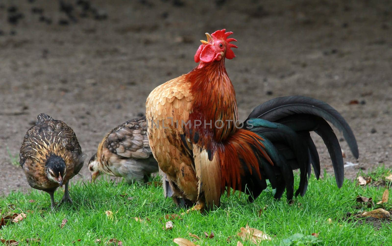When the rooster crows...