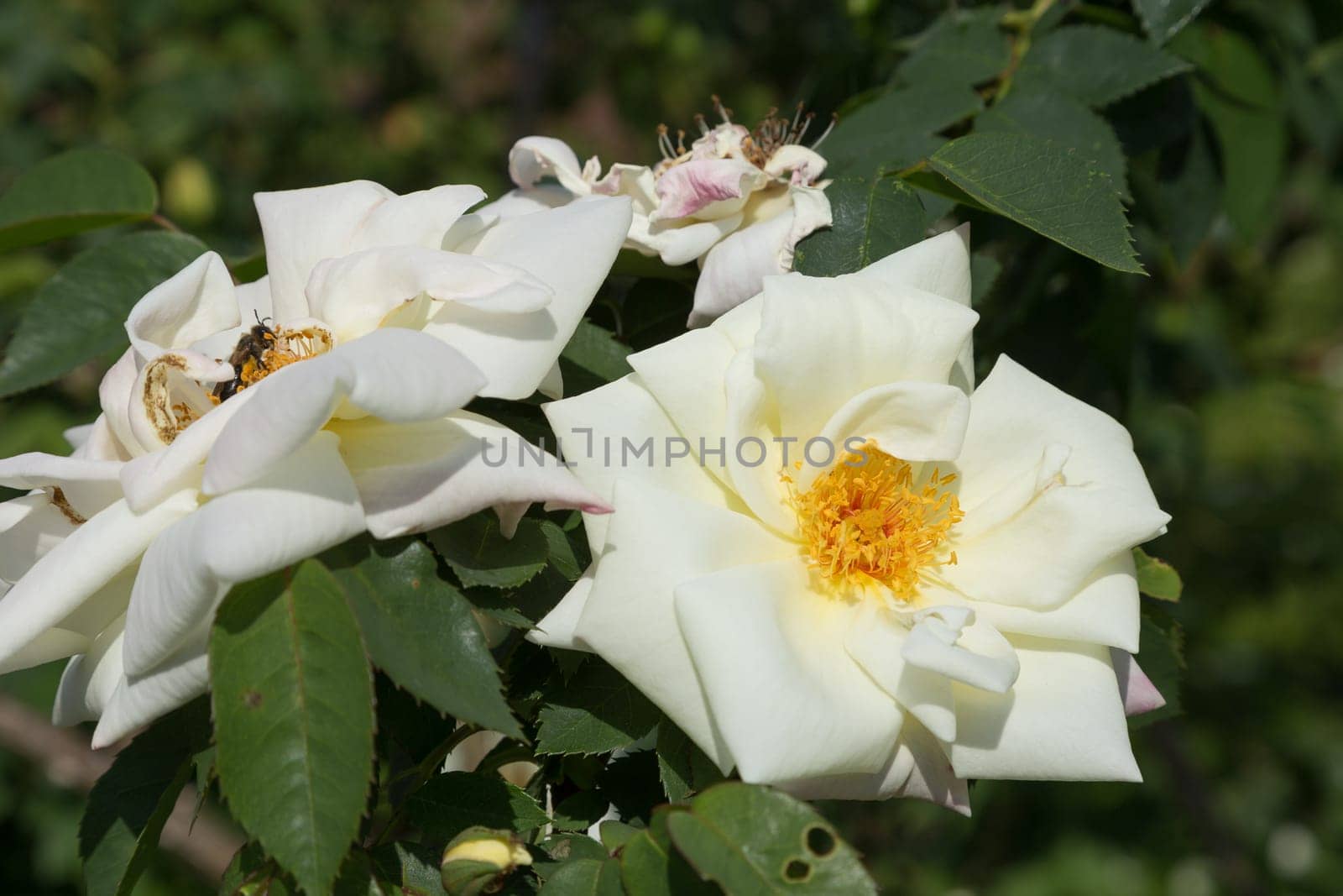 Two white farmer's roses with a bee