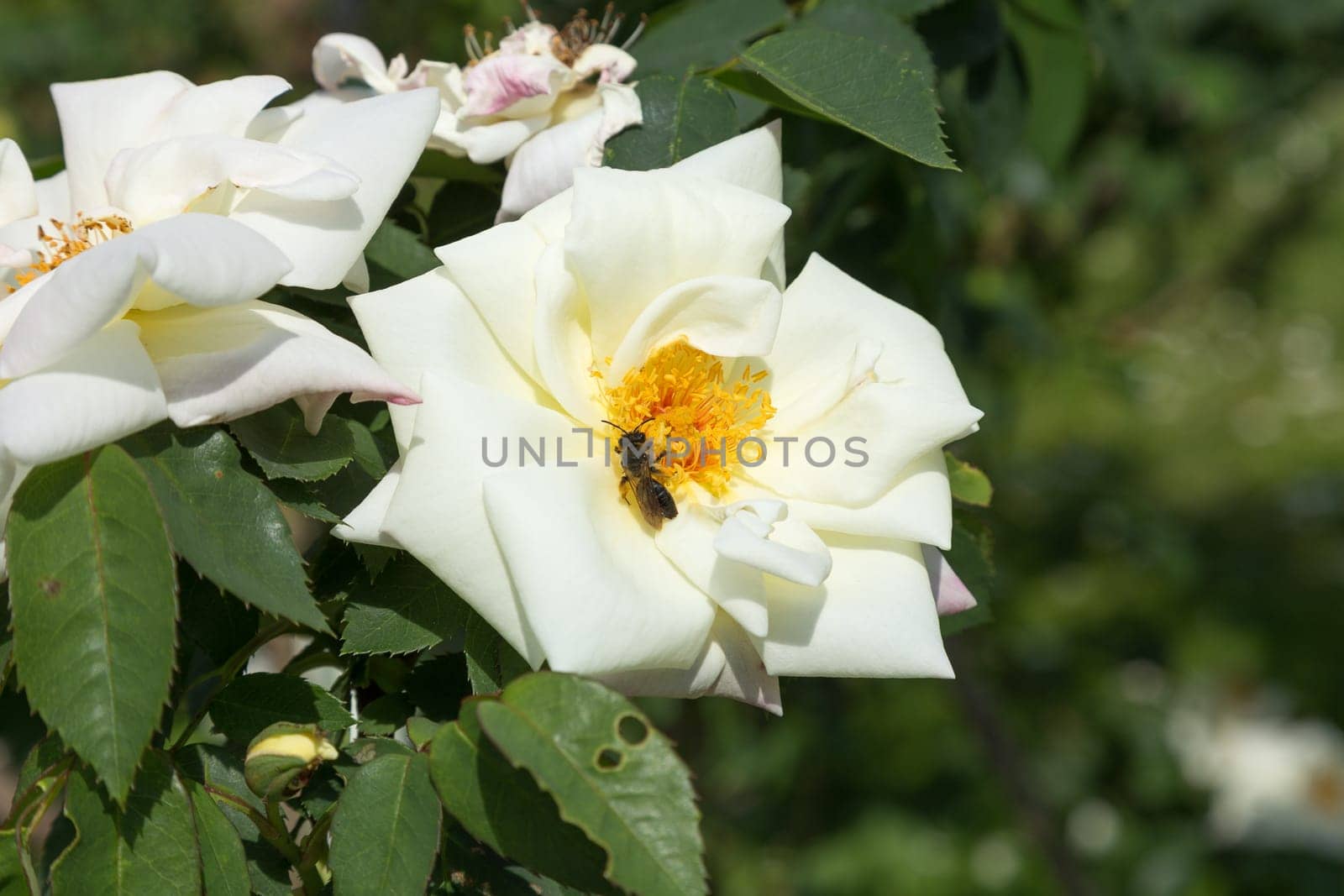 Two farmer's rose blossoms with a bee