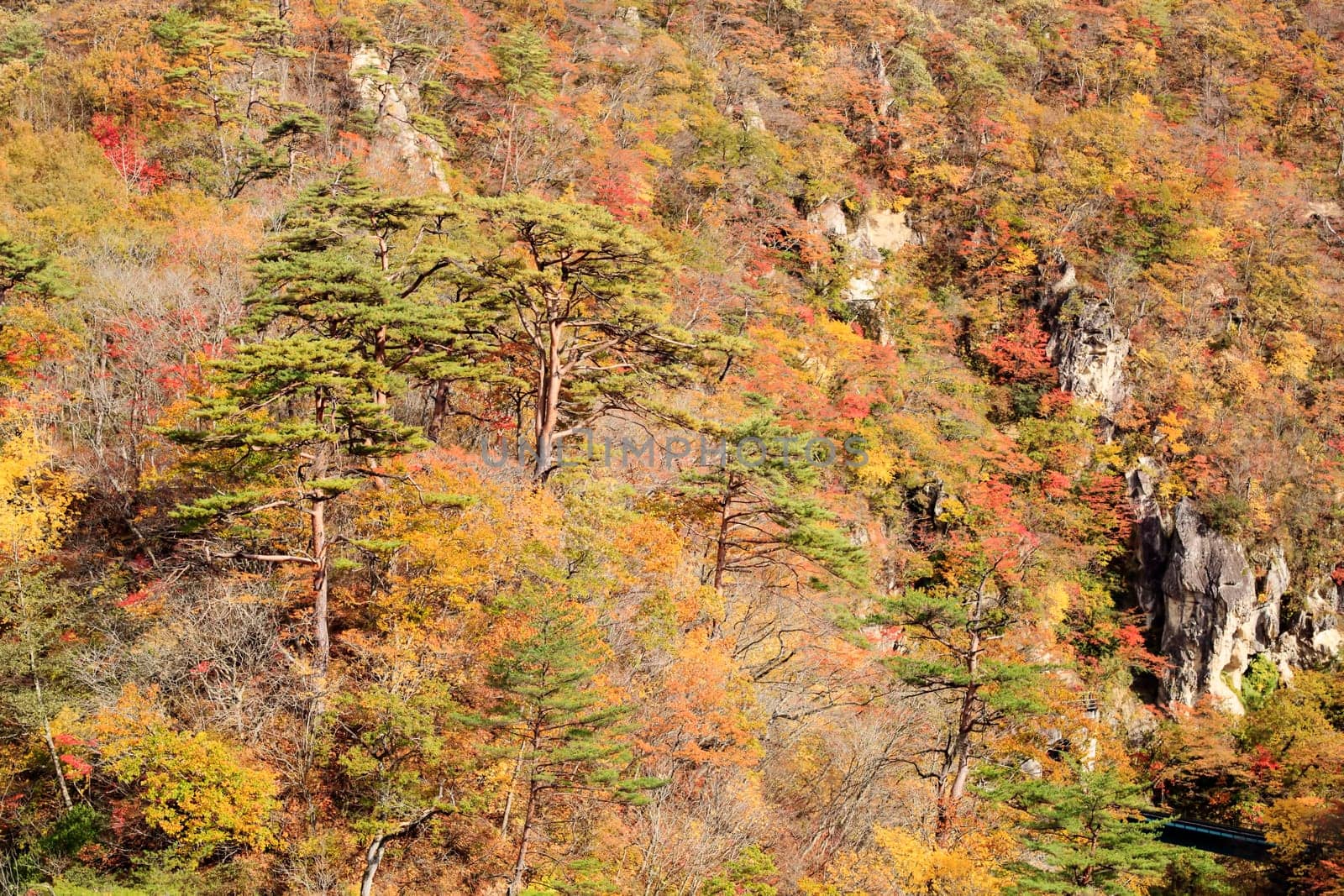 Autumn Colors of Naruko-Gorge in Japan for adv or others purpose use