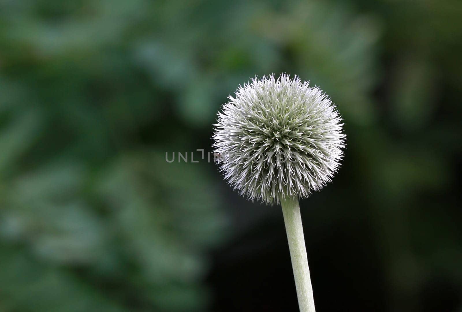 Thistle