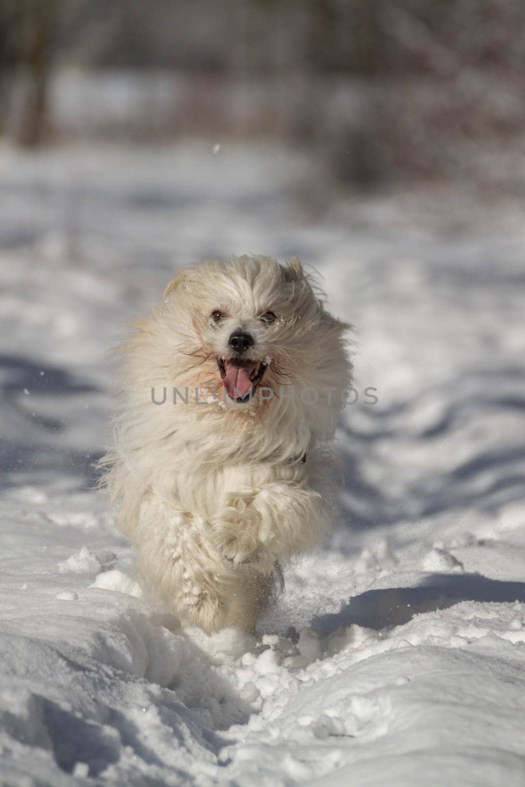uncommon breed of dog Coton de Tulear at winter time