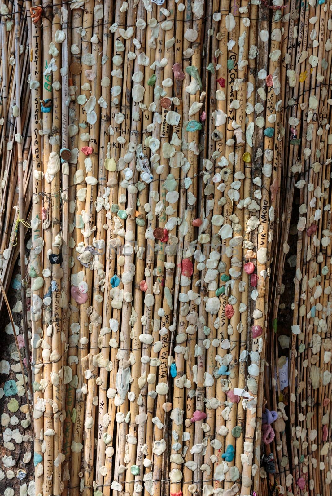 Fans stick chewing gums in the homage for Morrison on the tree close to his grave