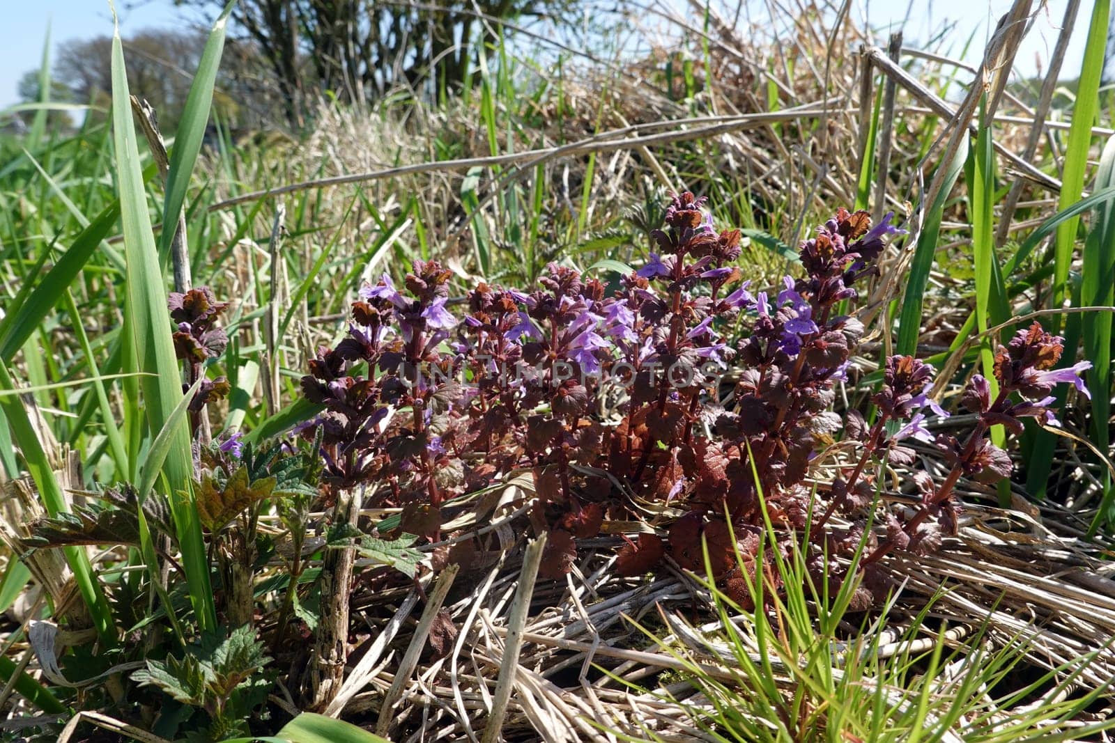 Gundermann (Glechoma hederacea) - Habitus
