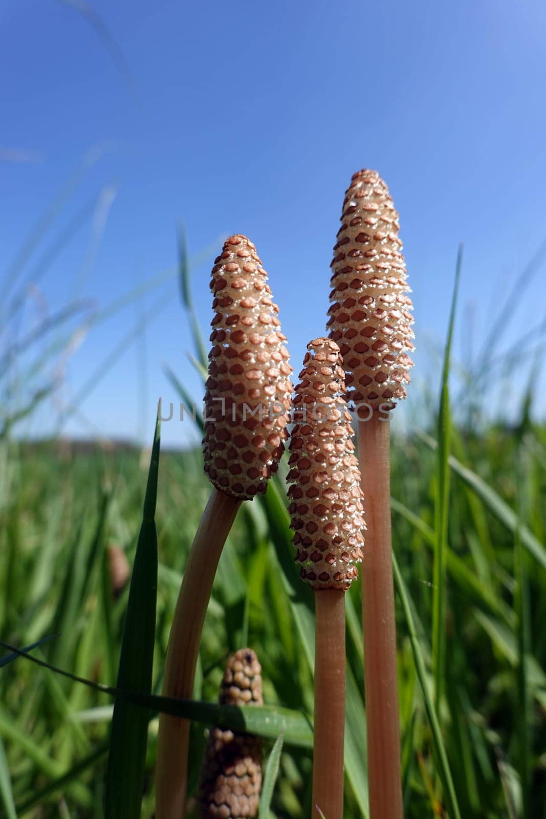 fertile Sprossen des Acker-Schachtelhalm (Equisetum arvense) im Frühjahr, Niedersachsen, Deutschland, Oetzen