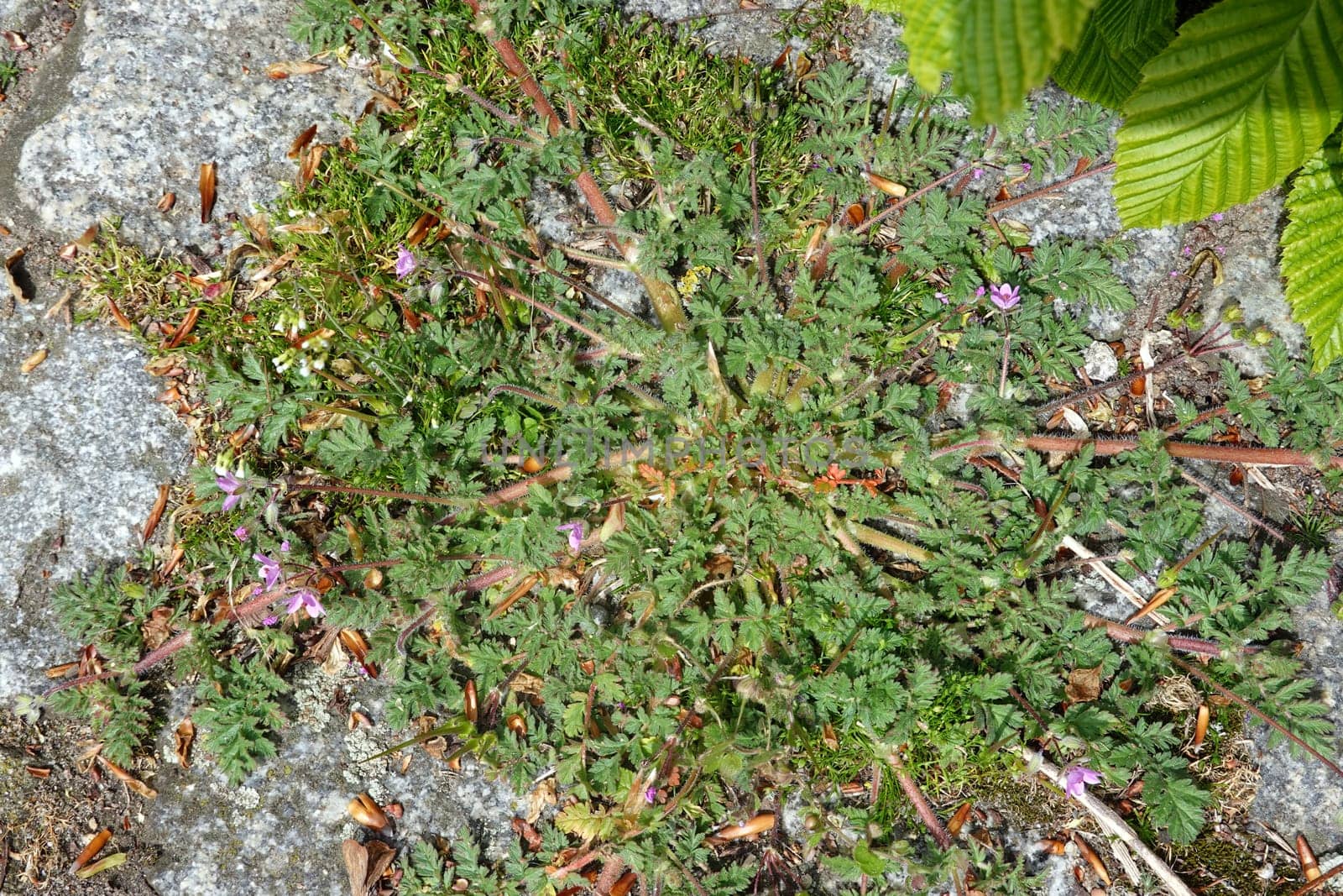 Gewöhnliche Reiherschnabel (Erodium cicutarium), Schierlingsblättriger Reiherschnabel, Niedersachsen, Deutschland, Bardowick