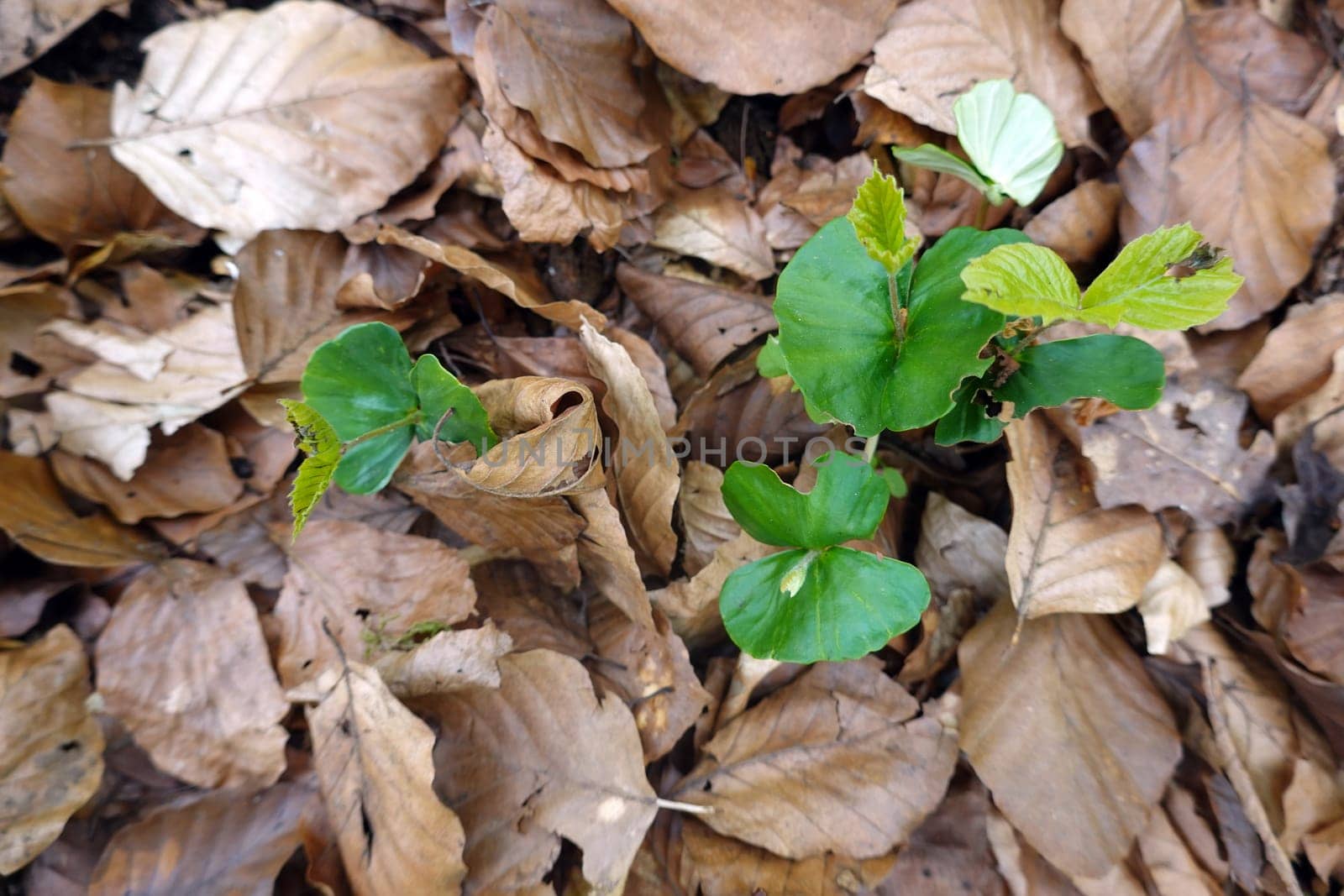 Rotbuchen-Sämlinge (Fagus sylvatica) in einem Laubmischwald, Niedersachsen, Deutschland, Uelzen