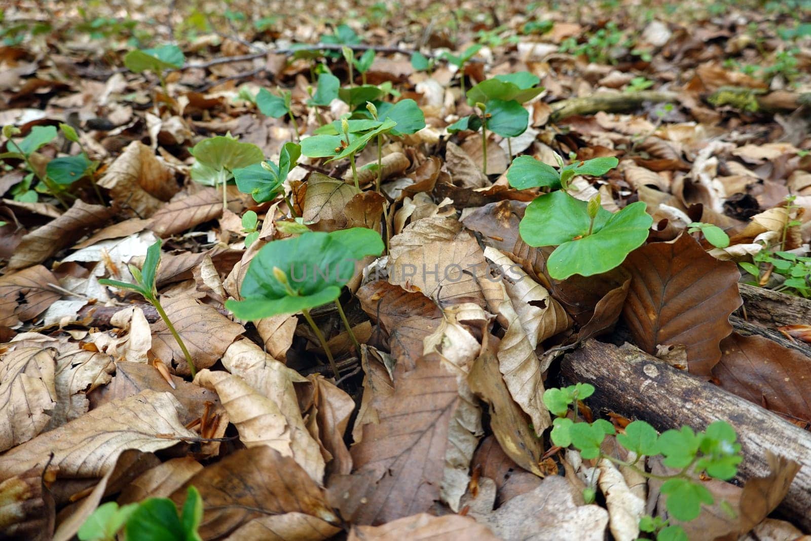 Rotbuchen-Sämlinge (Fagus sylvatica) in einem Laubmischwald, Niedersachsen, Deutschland, Uelzen