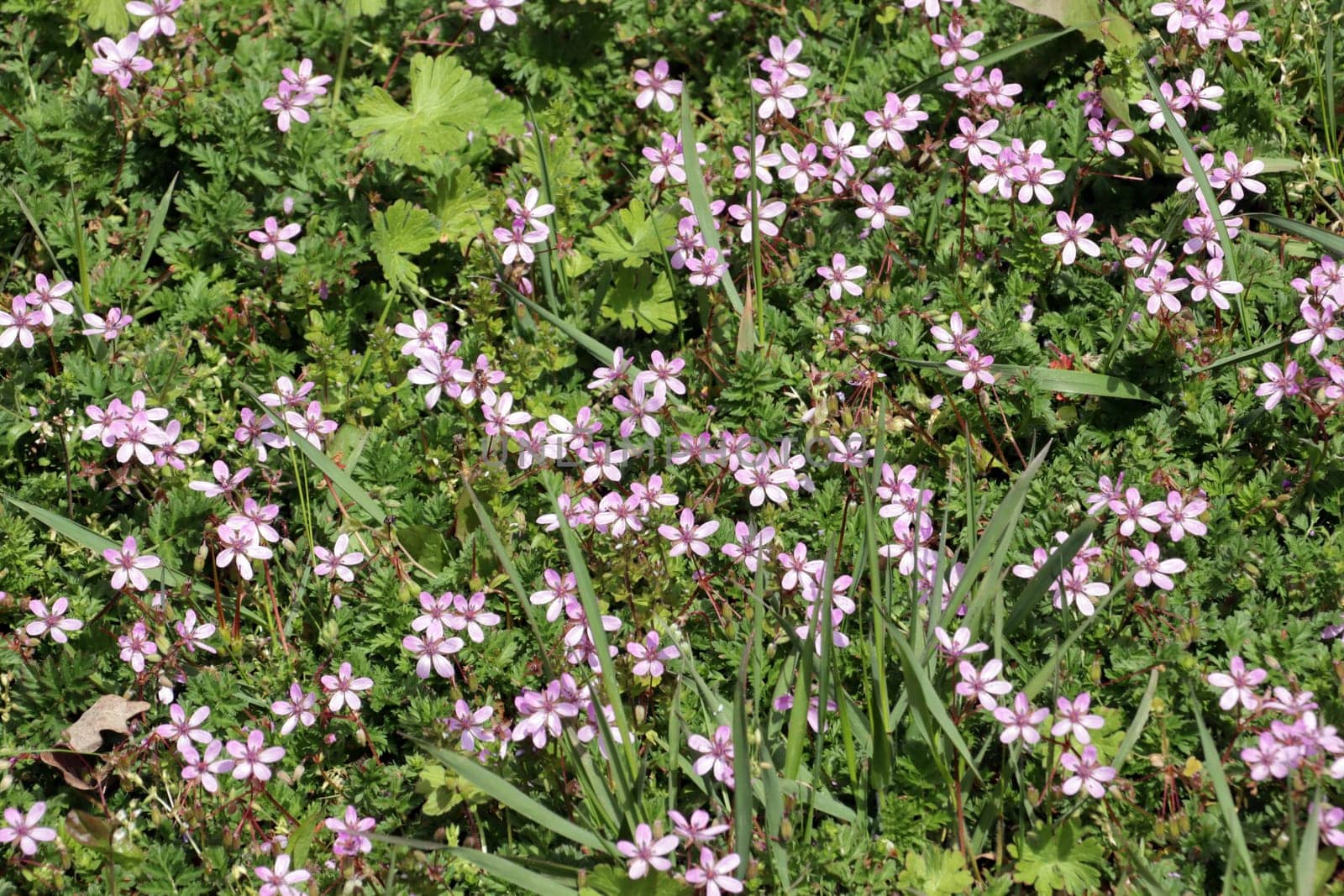 Gewöhnliche Reiherschnabel (Erodium cicutarium), Schierlingsblättriger Reiherschnabel, Niedersachsen, Deutschland, Bardowick
