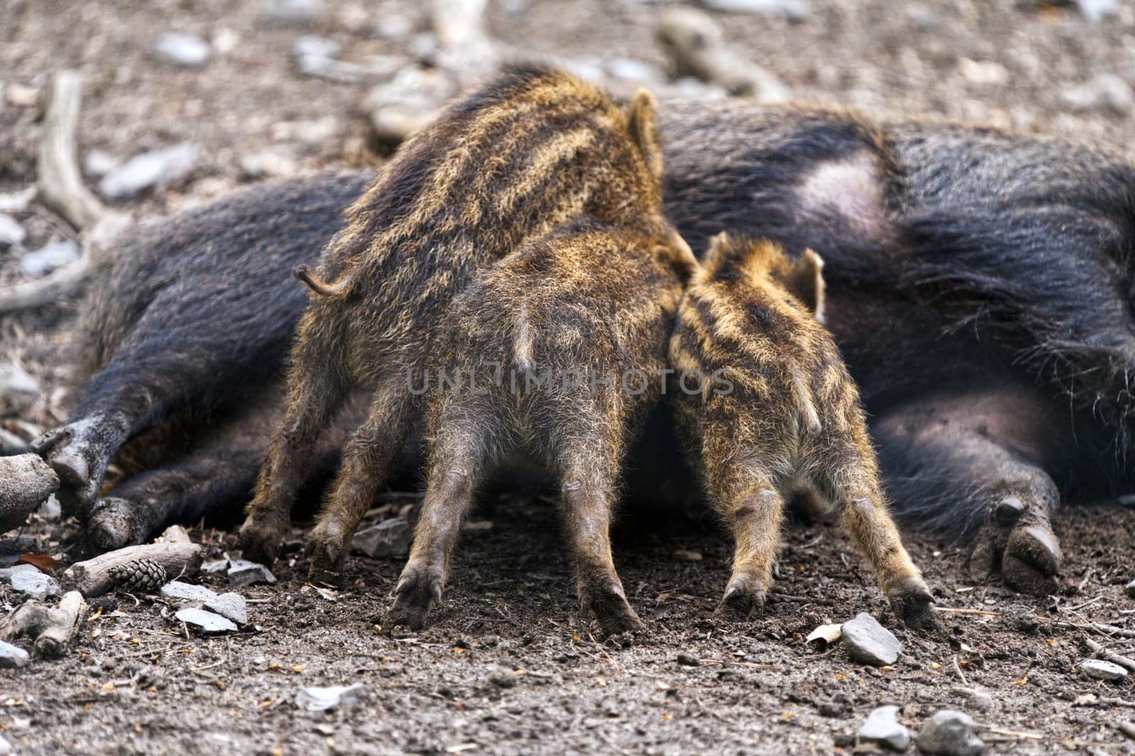 newbie / young boar