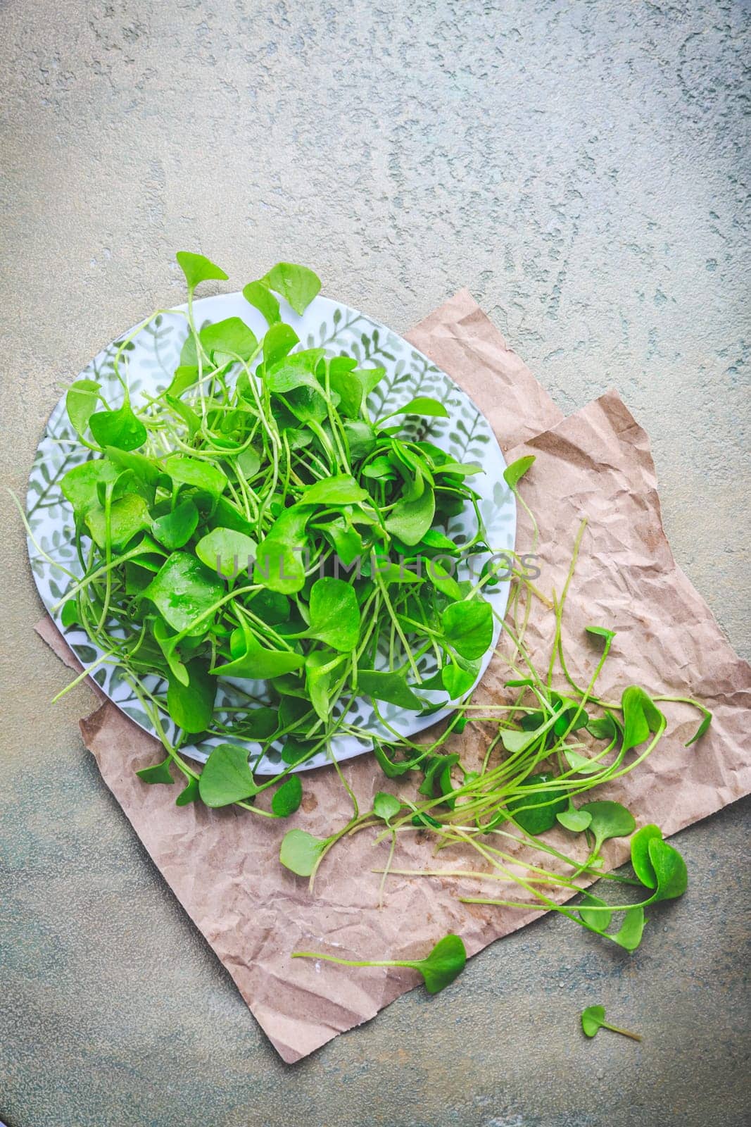 Winter purslane - Indian lettuce, healthy green vegetables for raw salads and cooking. Claytonia perfoliata
