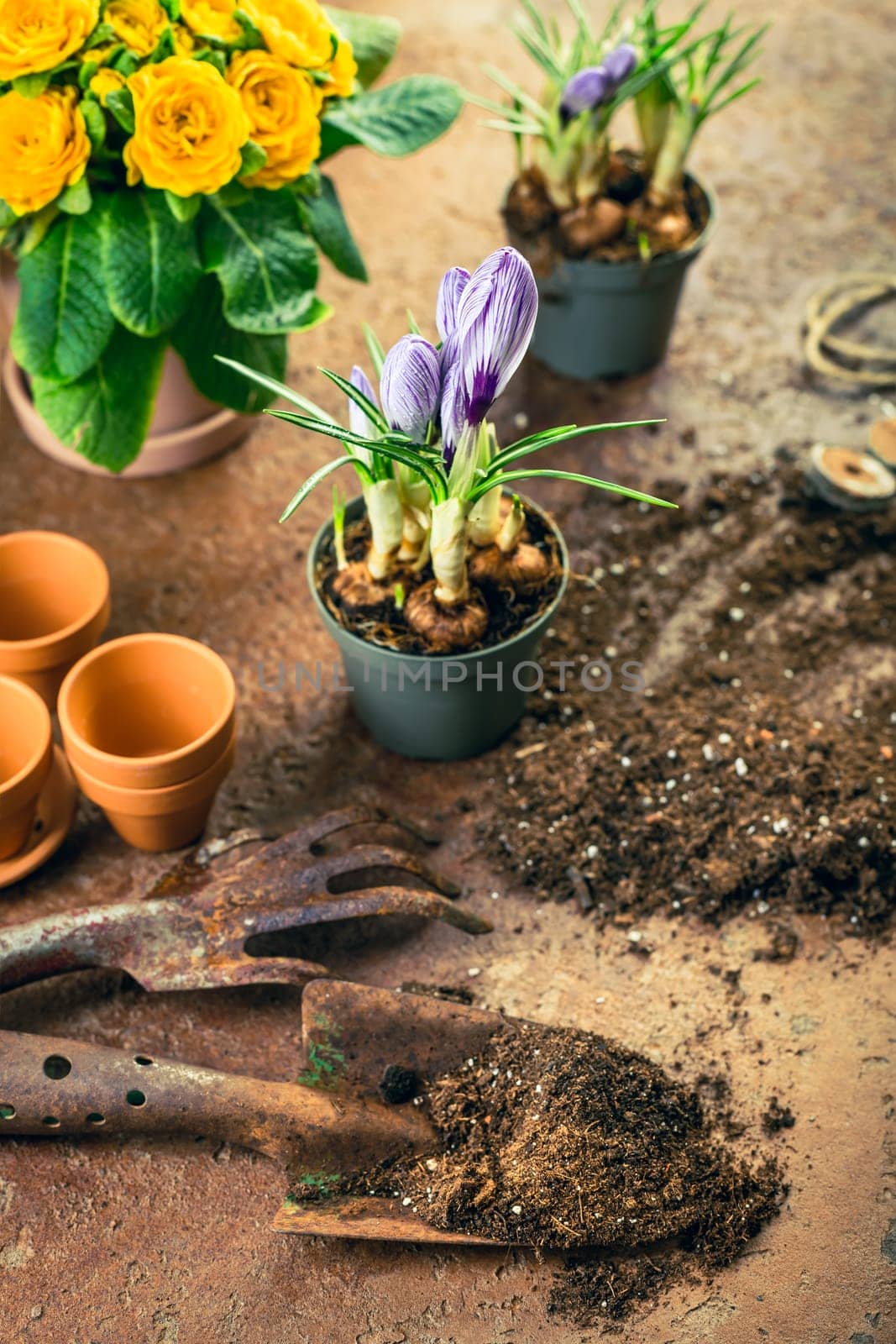 Spring gardening concept - gardening tools with plants, flowerpots and soil
