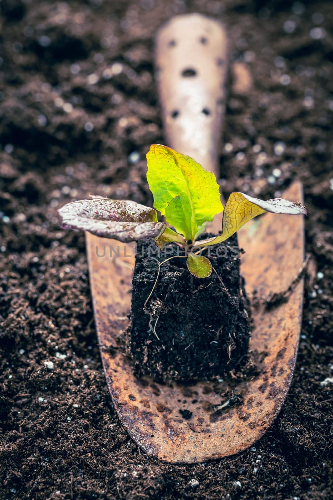 Seedlings of lettice prepared for planting into fertile soil. Gardening concept, self-sufficiency