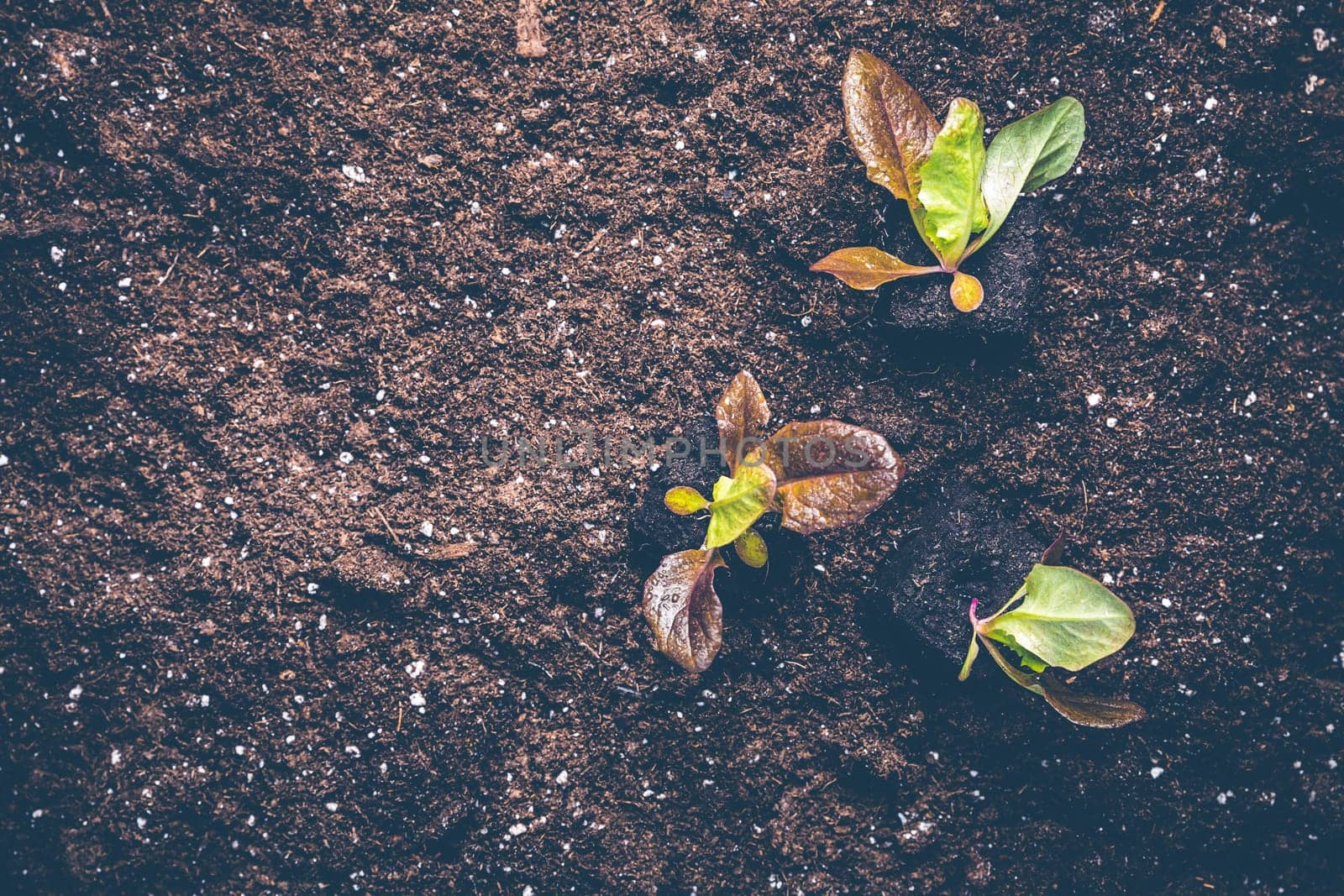 Seedlings of lettice prepared for planting into fertile soil. Gardening concept, self-sufficiency