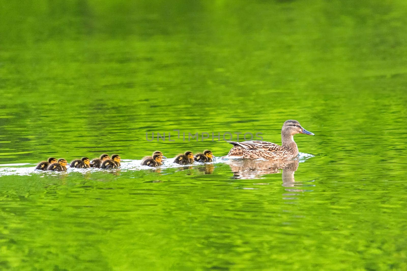 Ducks follow me, cute ducklings (duck babies) following mother