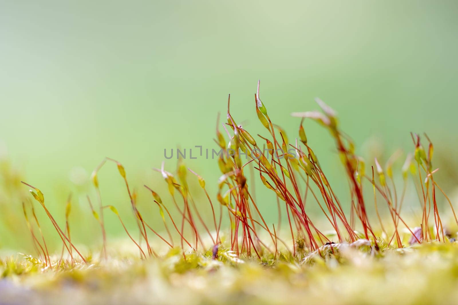 Group of small tiny plants growing out of moss closeup. Horizontally.