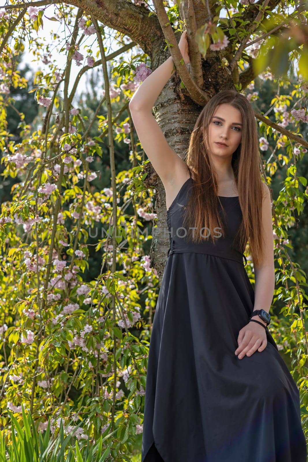 Attractive long hair brunette girl dressed in a black dress is posing on camera near sakura tree. Vertically.