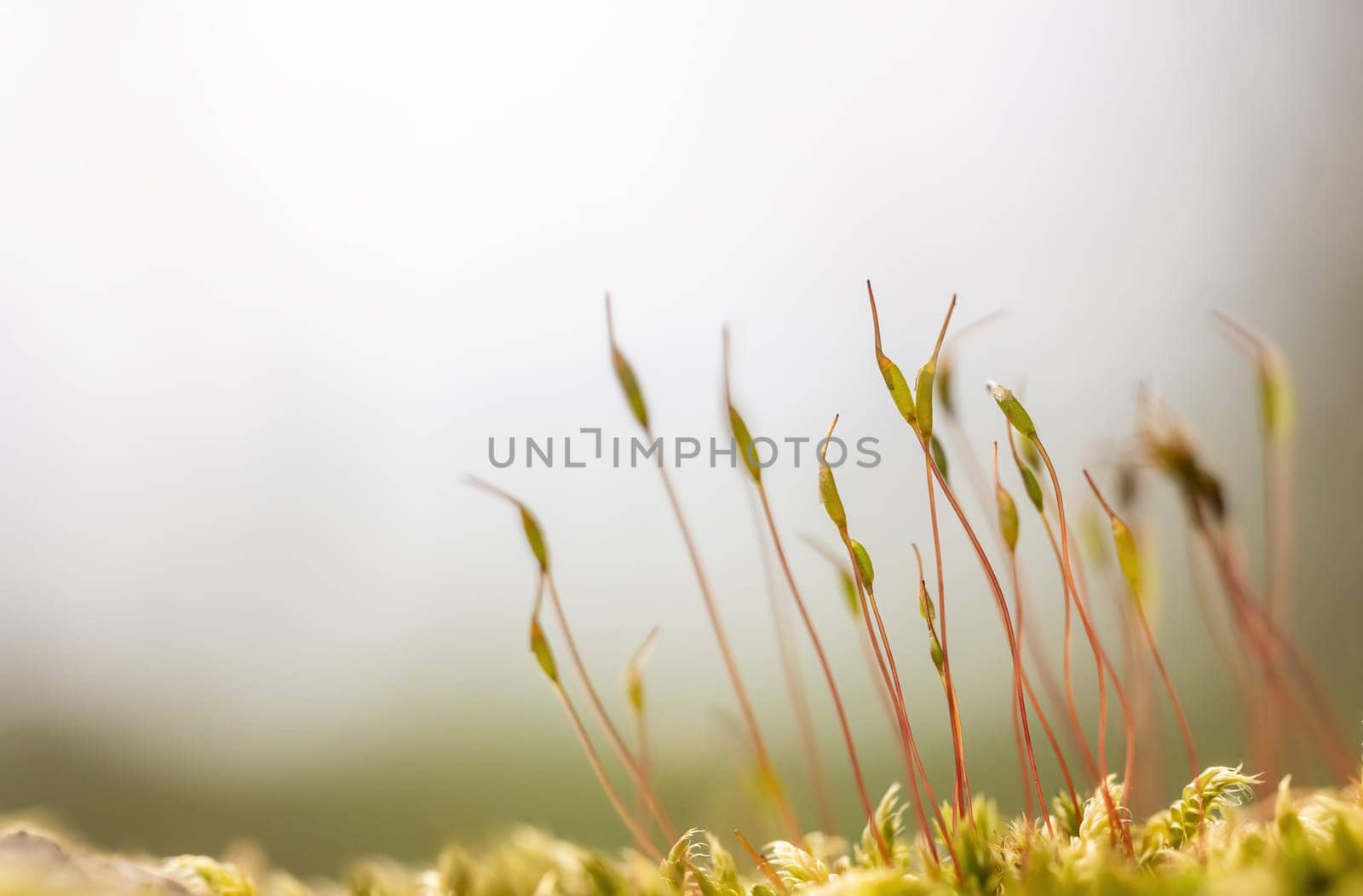Nature background.. Macro Photography of small tiny plants growing out of moss. Horizontally.