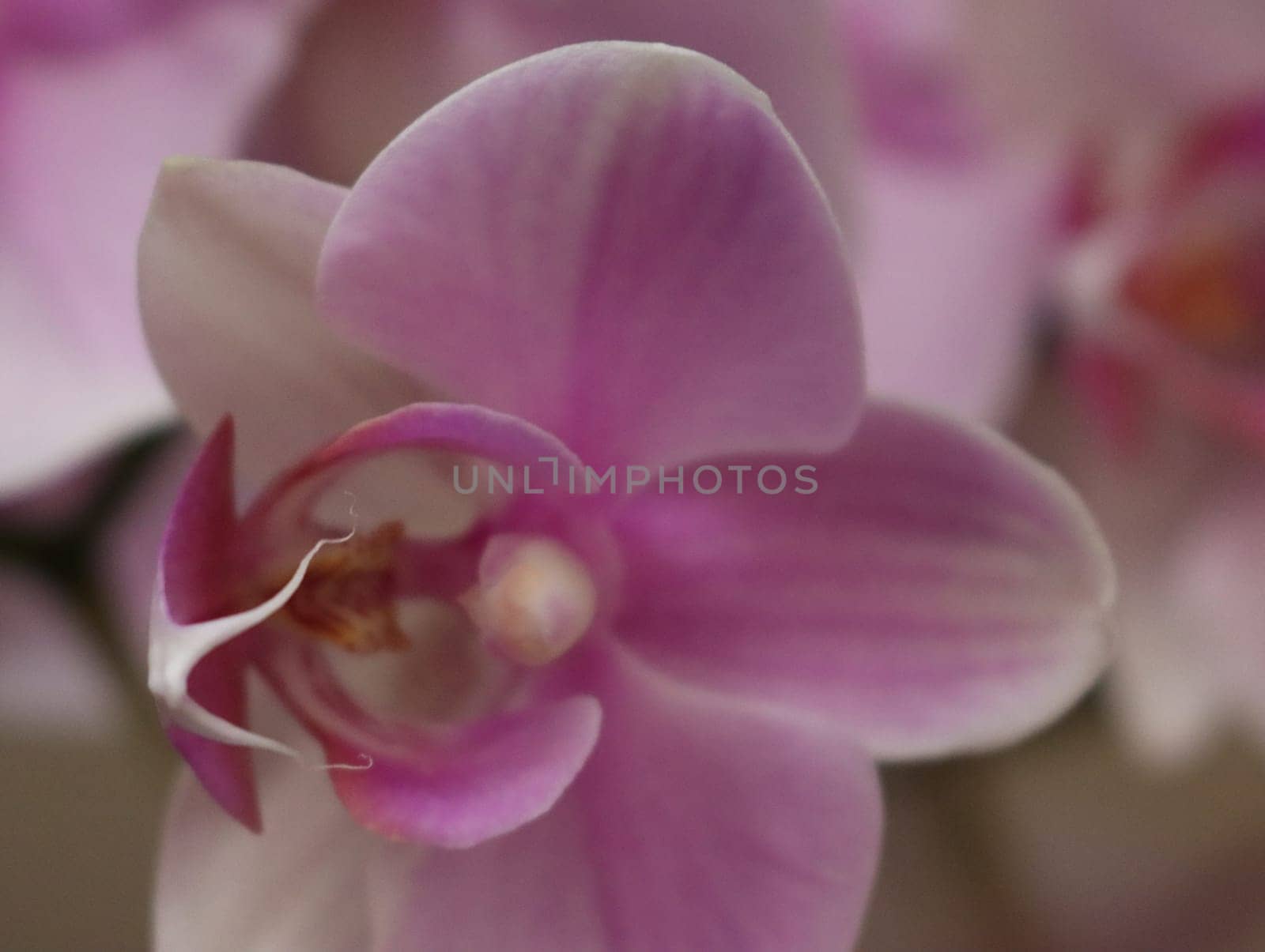 orchid beautiful natural flower delicate aromatic different