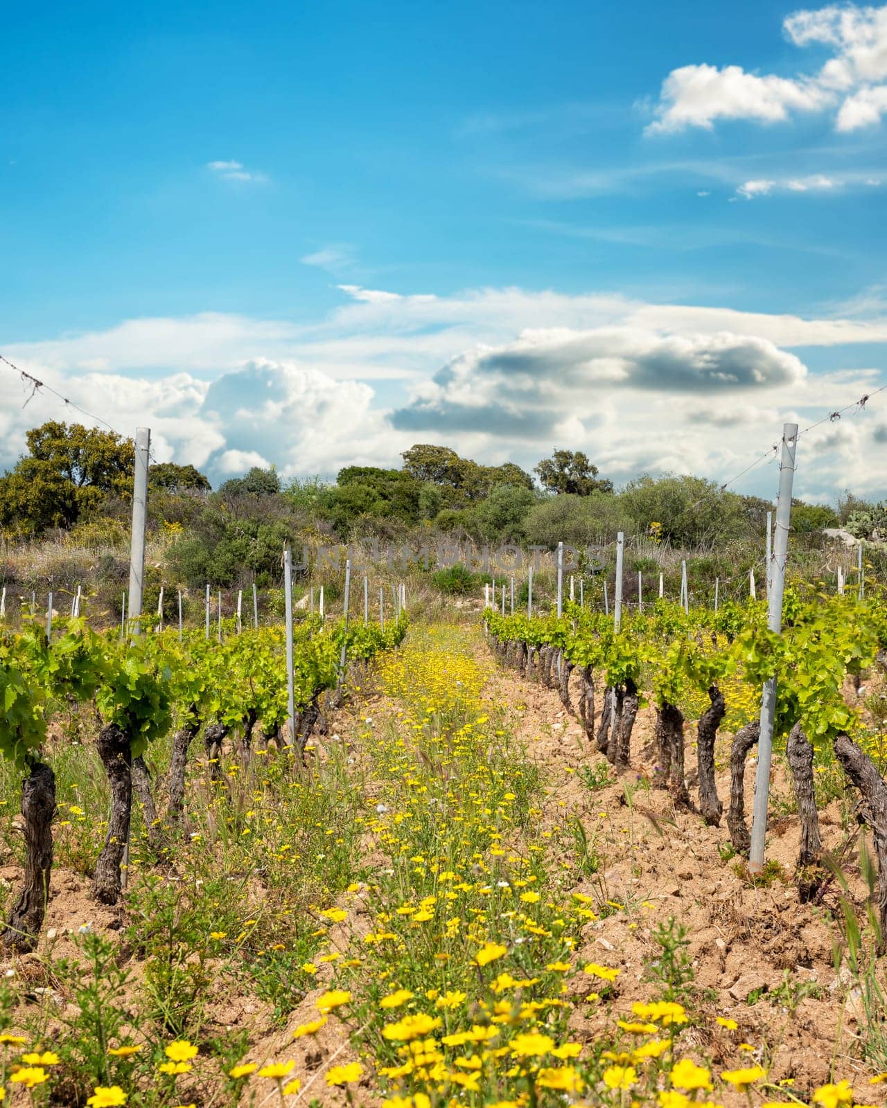 Vineyard of Cannonau grapes in spring with new shoots and young leaves in the branches. Young inflorescence of the vine. Traditional agriculture. Sardinia, Italy.