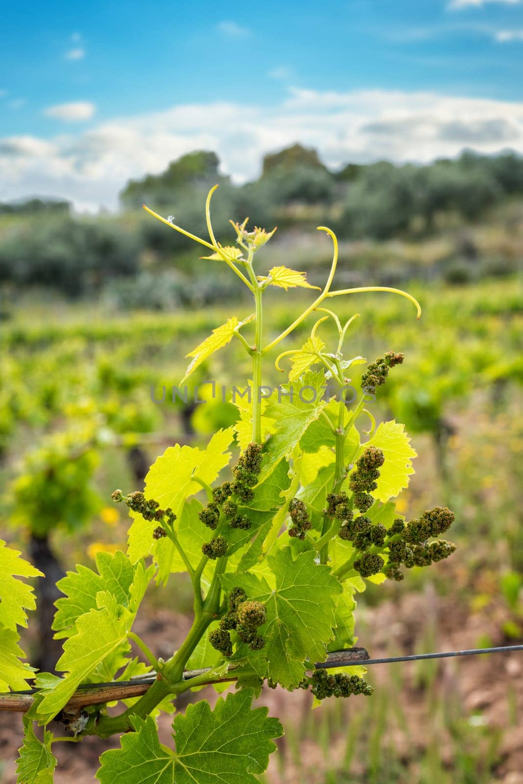 Young sprouts with bunches of Cannonau grapes. Close-up of the buds and bunches of grapes in the branches of a vineyard in Sardinia, Italy. Traditional agriculture.