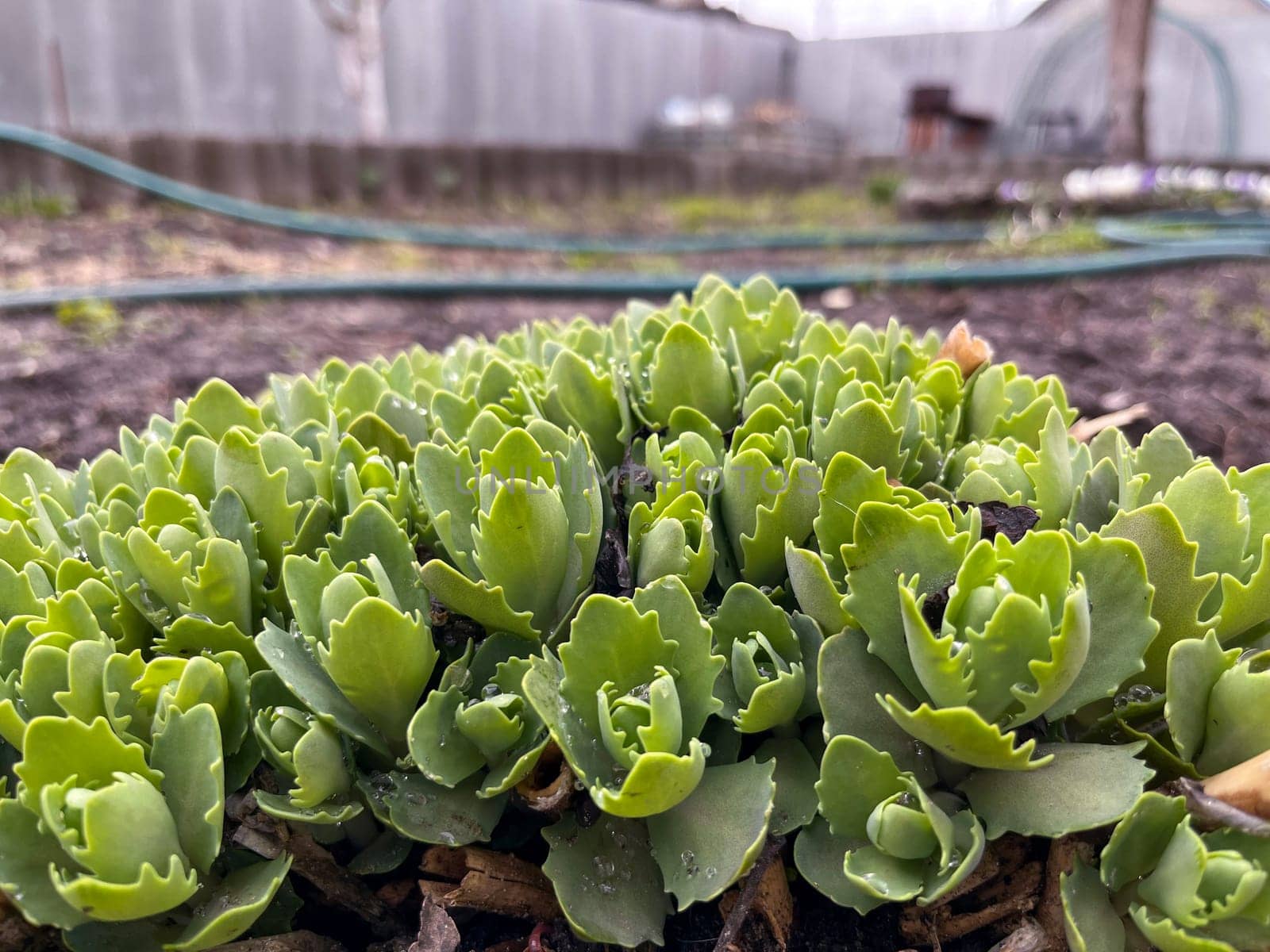 in early spring, an ornamental plant euphorbia is in the garden