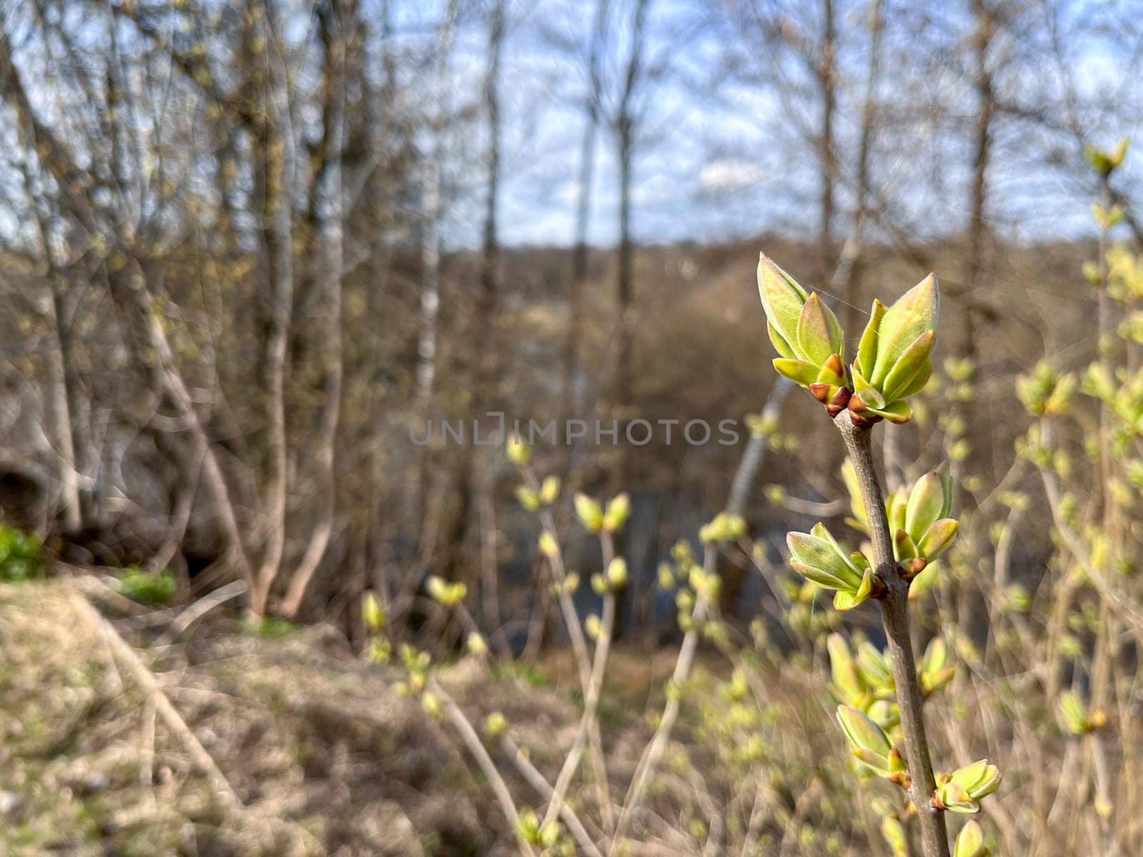a magnificent landscape of flooding of the riverbed in spring in April, the first buds on the trees on the high bank