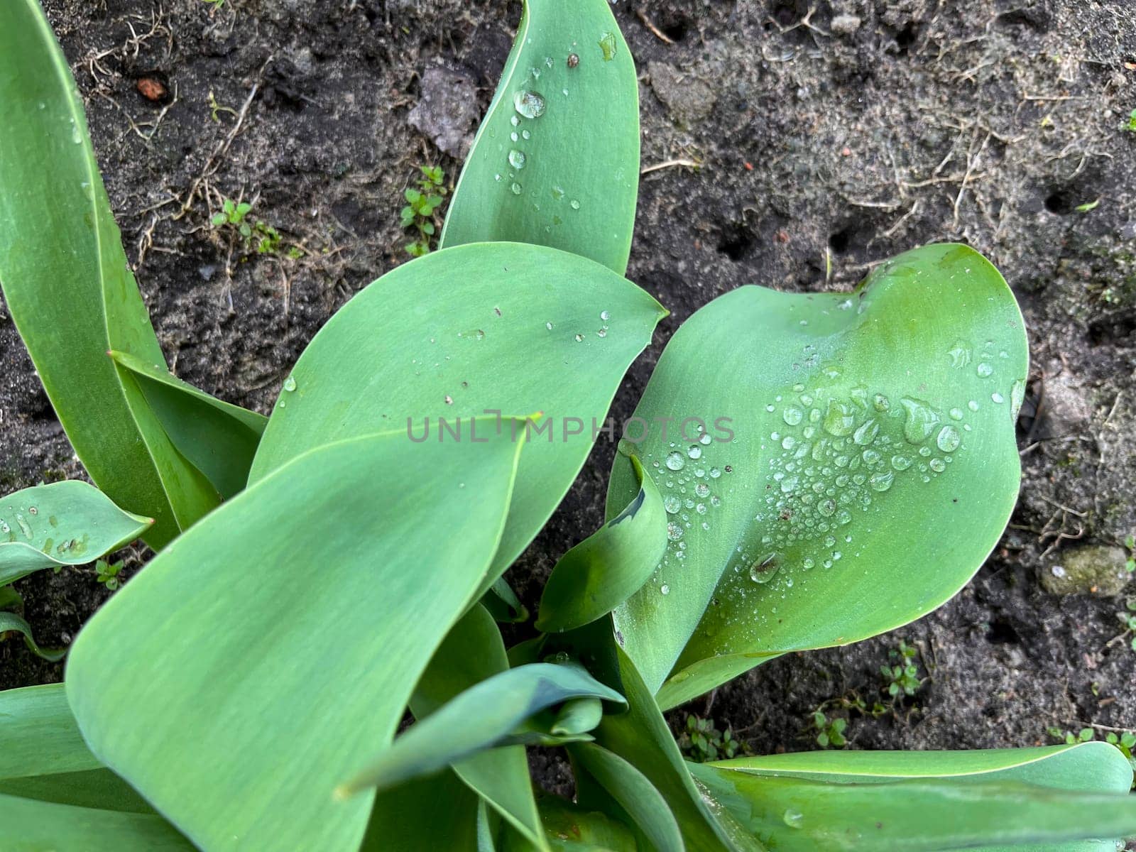 tulip leaf with water drops in spring after rain tulip leaf with water drops in spring after rain