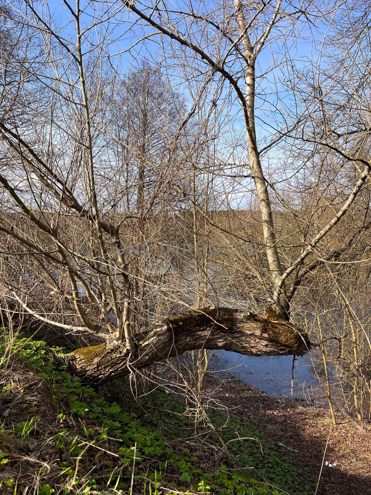 a magnificent landscape of flooding of the riverbed in spring in April, the first buds on the trees on the high bank
