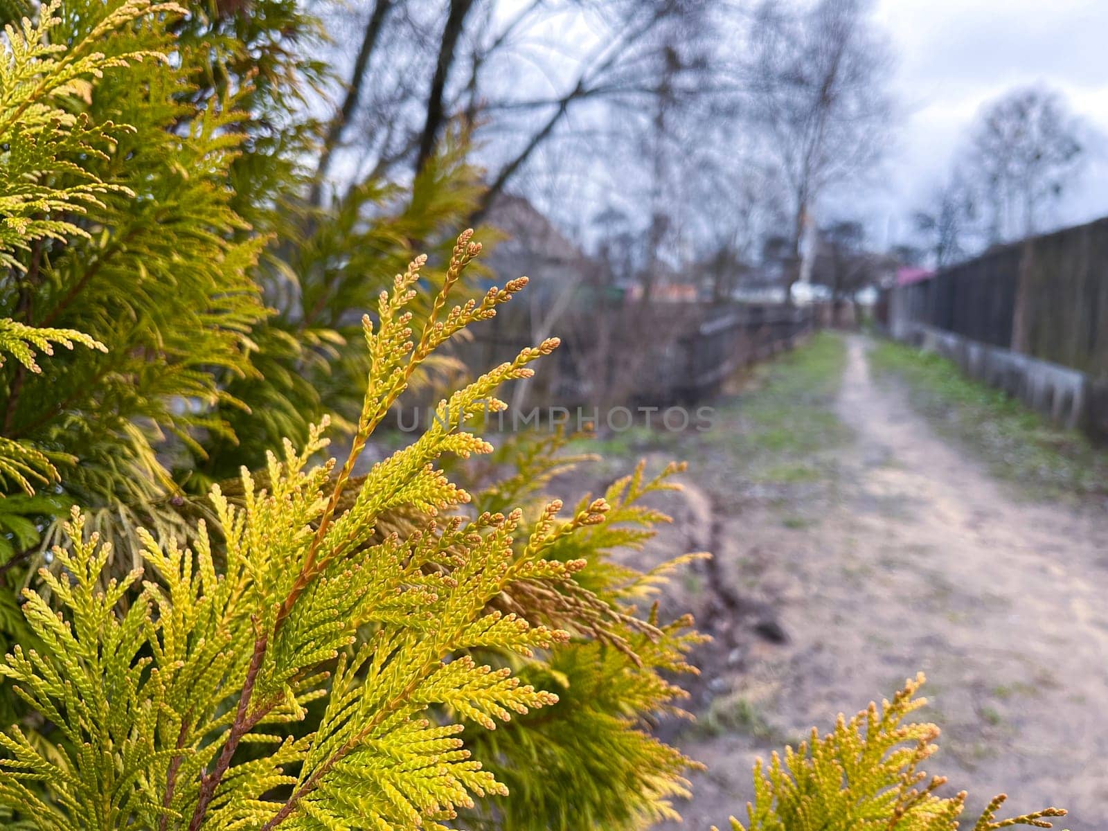 in the foreground is a cypress tree, in the background is a road in the village
