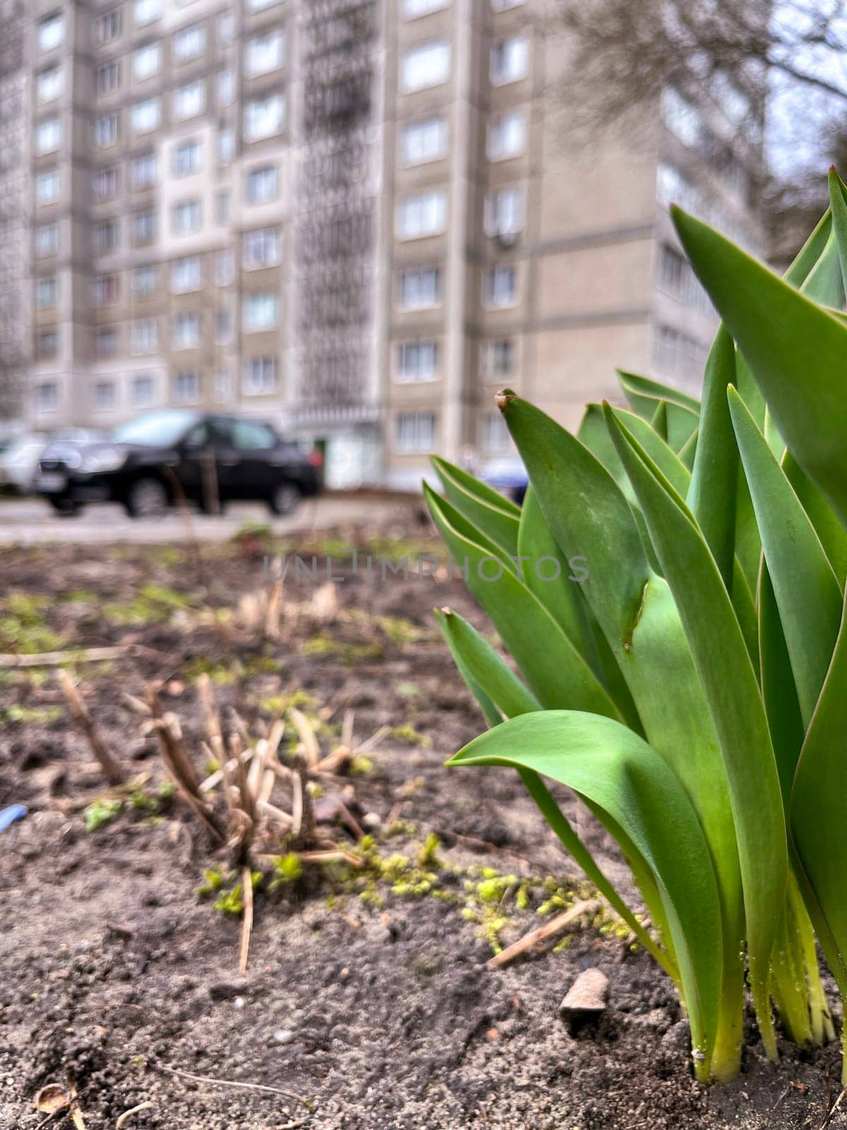 in April in the spring the first spring bulbous flowers tulips grew in the city