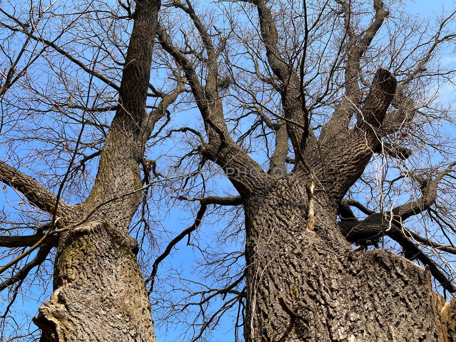 an old huge oak with two trunks against the blue April sky