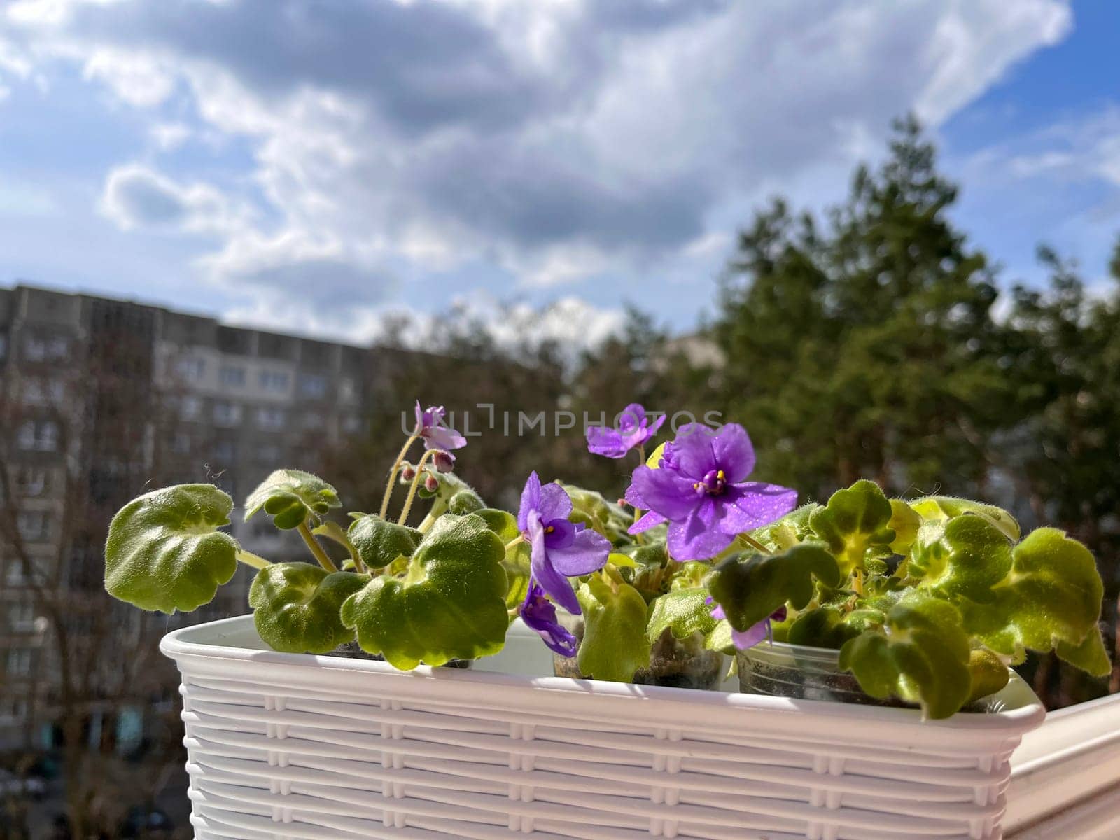 blooming purple indoor violet on the windowsill of the balcony