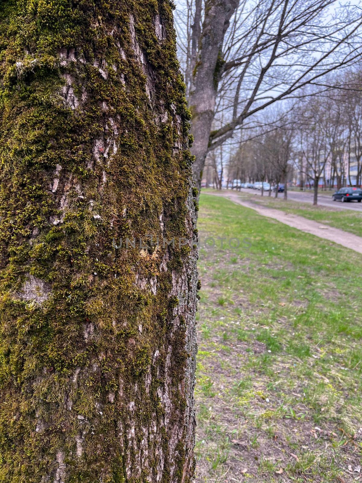 moss on a tree trunk in the city in spring in April