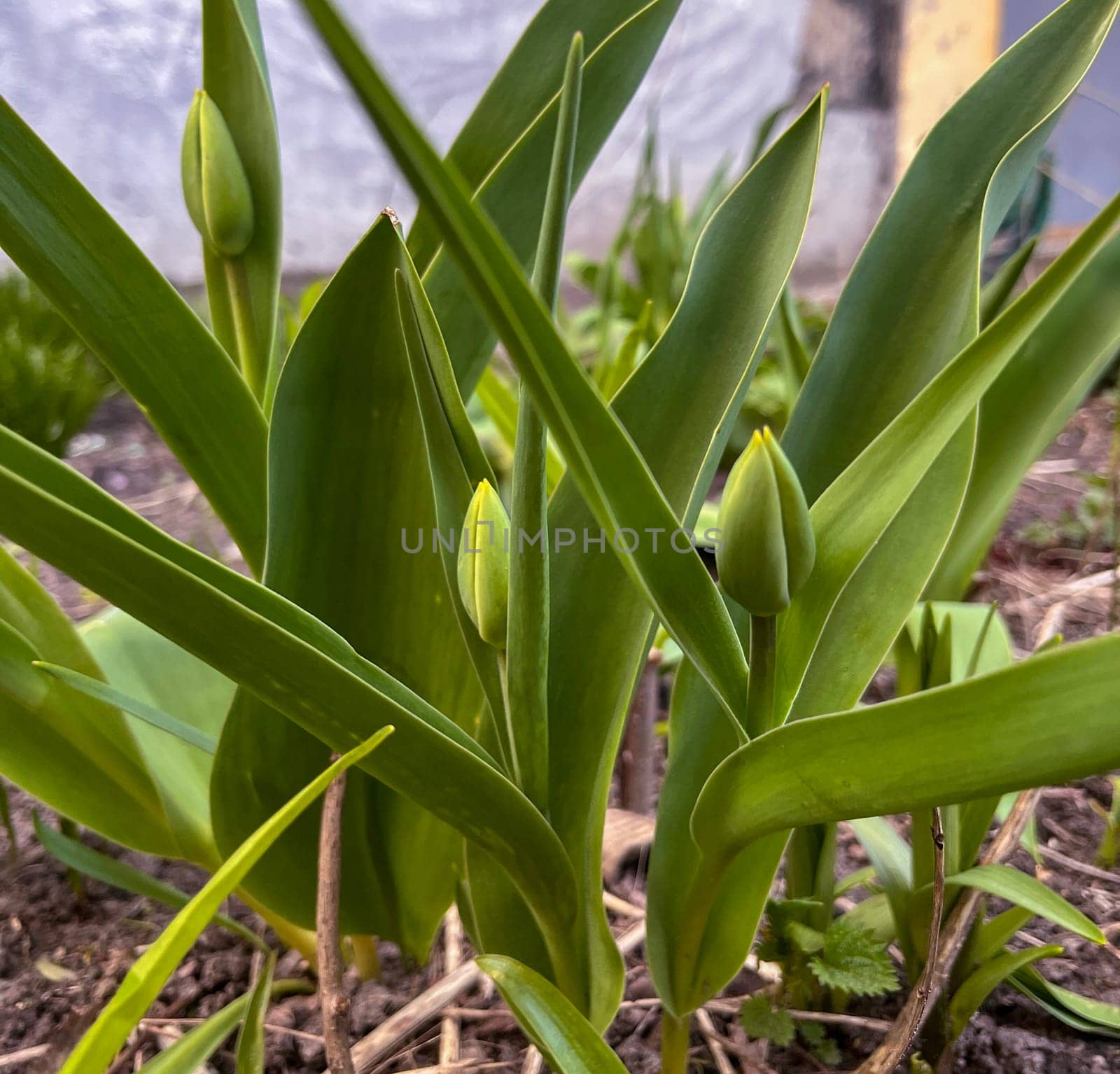 green tulip buds on a flower bed in the city in spring in April
