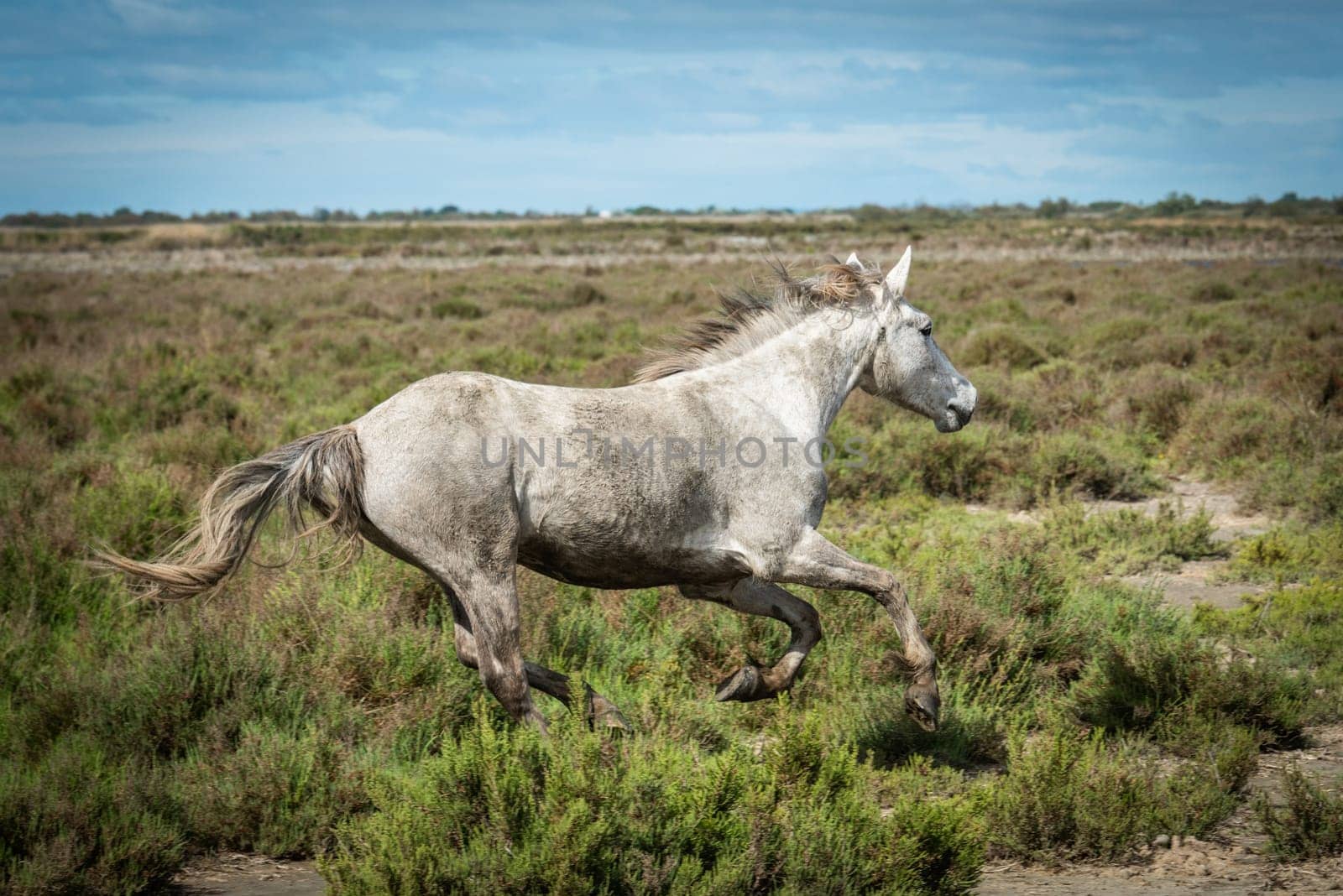 White horses is galoping in the land of Camargue