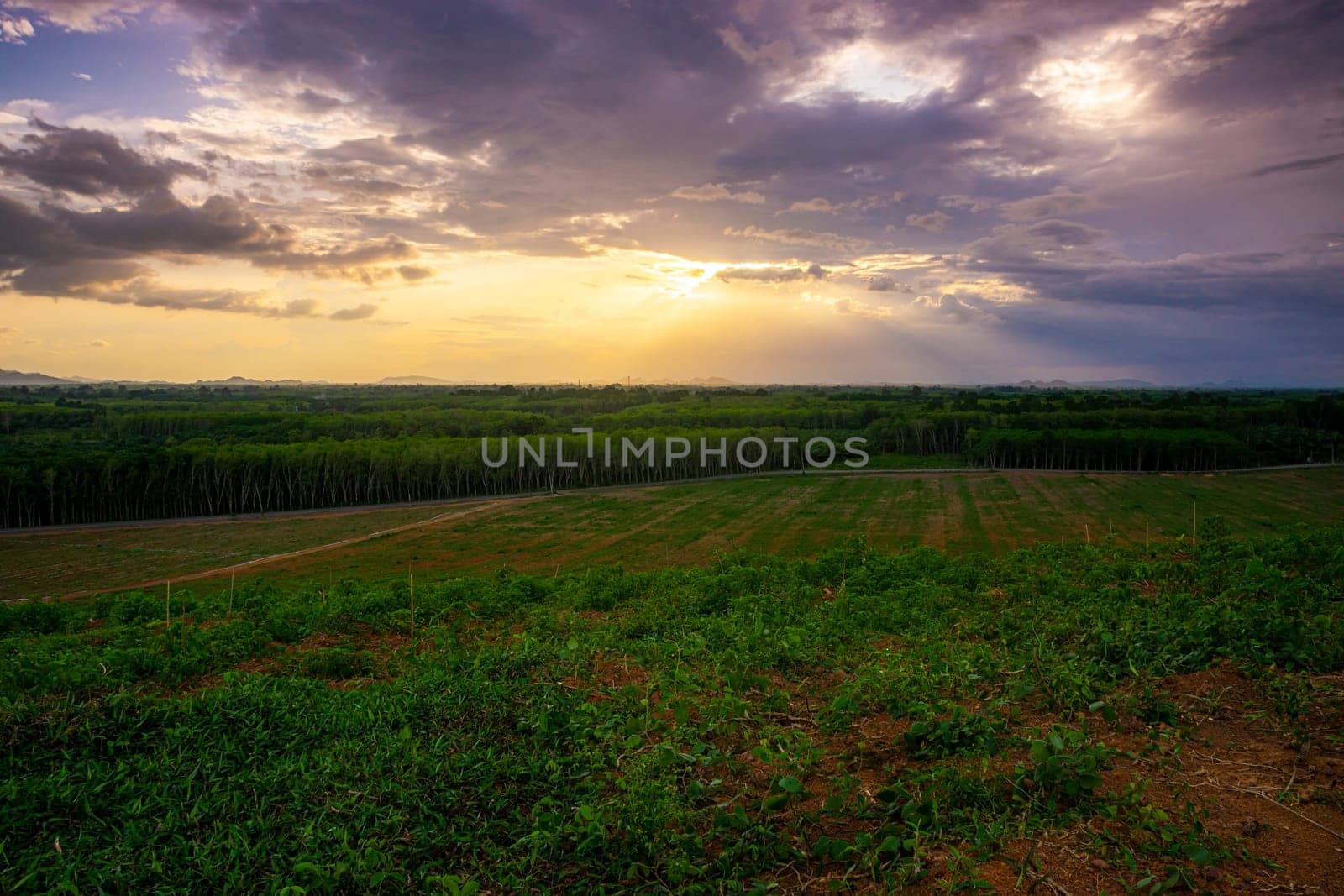 Rubber plantation farming area in the south of Thailand, Latex rubber, Para rubber tree garden