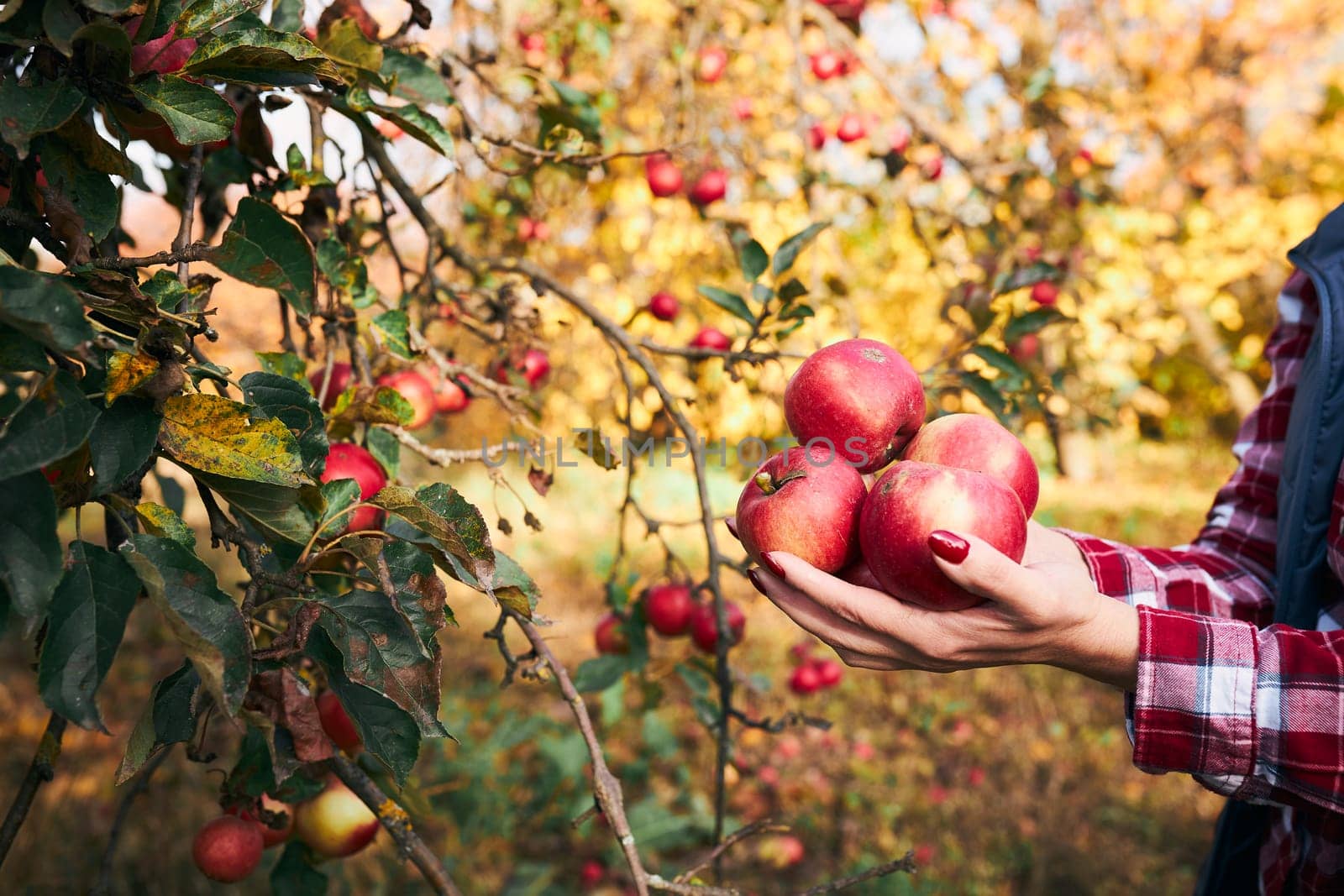 Woman picking ripe apples on farm. Farmer grabbing apples from tree in orchard. Fresh healthy fruits ready to pick on fall season. Agricultural industry. Harvest time in countryside