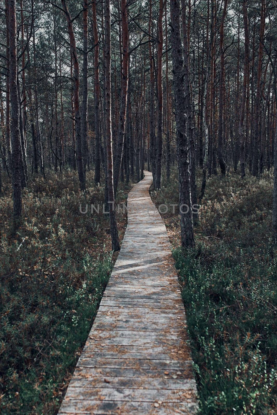 Wooden path leading through the swamp and forest in a natural park. Autumn forest landscape