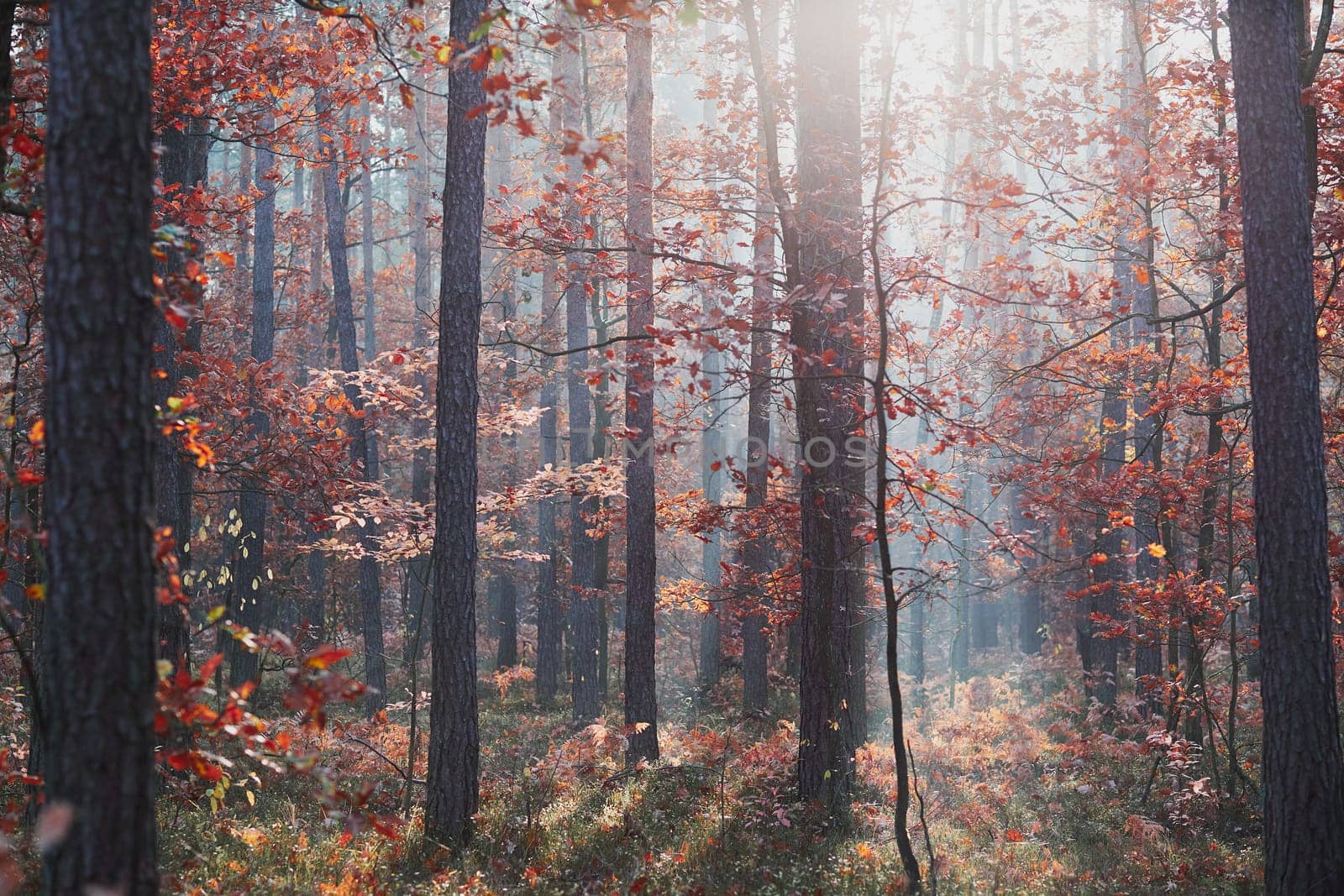 Forest in autumn season. Colorful foliage on trees lit by morning sunlight. Natural nature forest landscape in autumn warm sunlight day