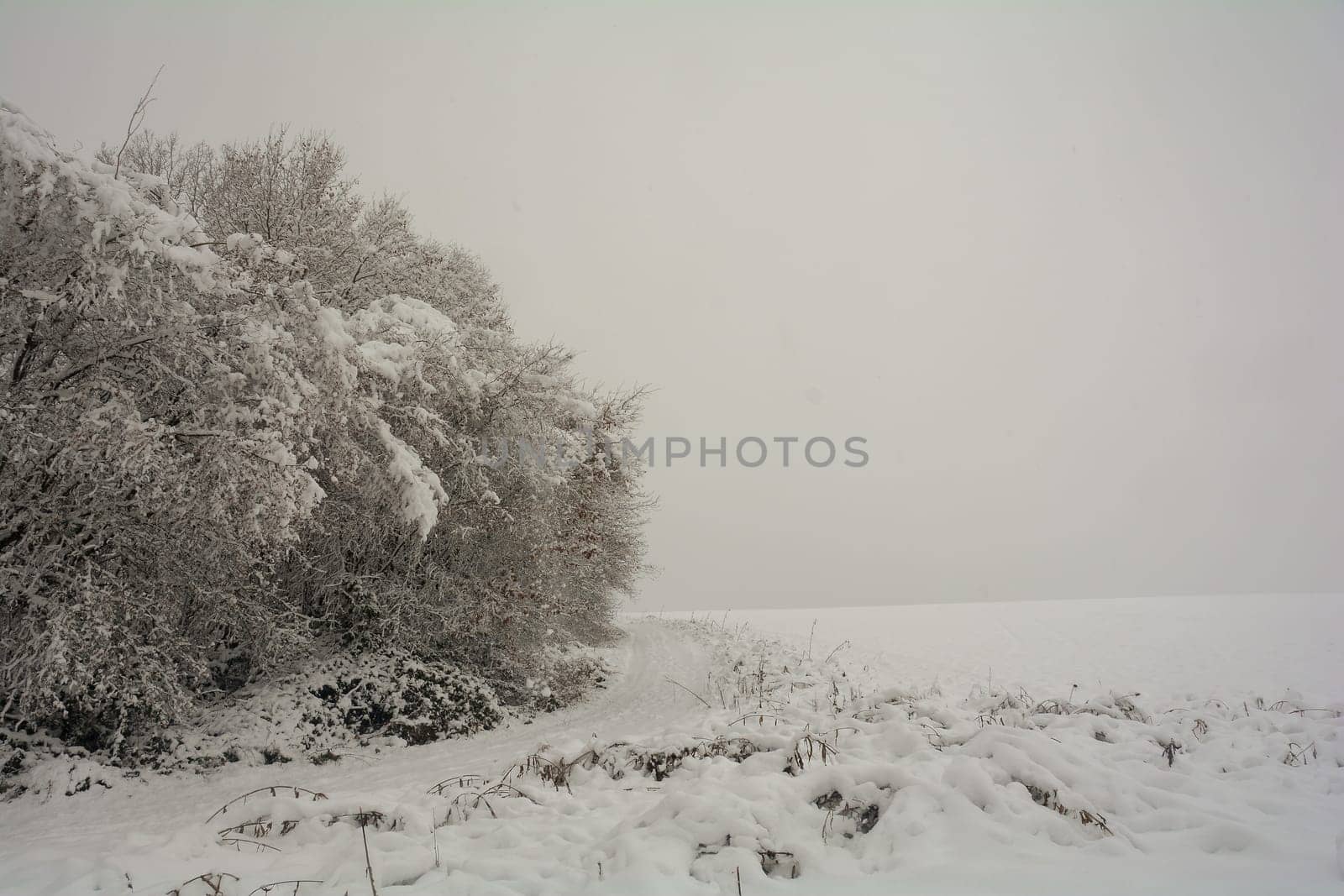 Landscape at winter time with a tree and a lot of snow