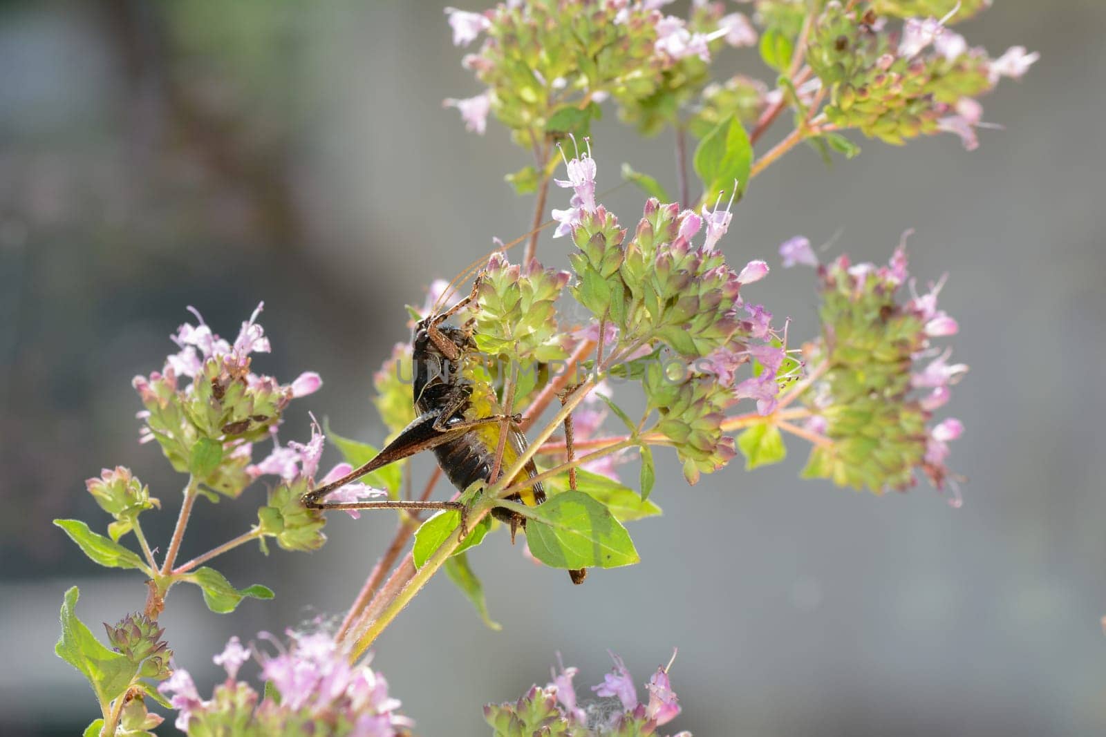 Common bush cricket ( Pholidoptera griseoaptera ) from below with yellow belly on a plant