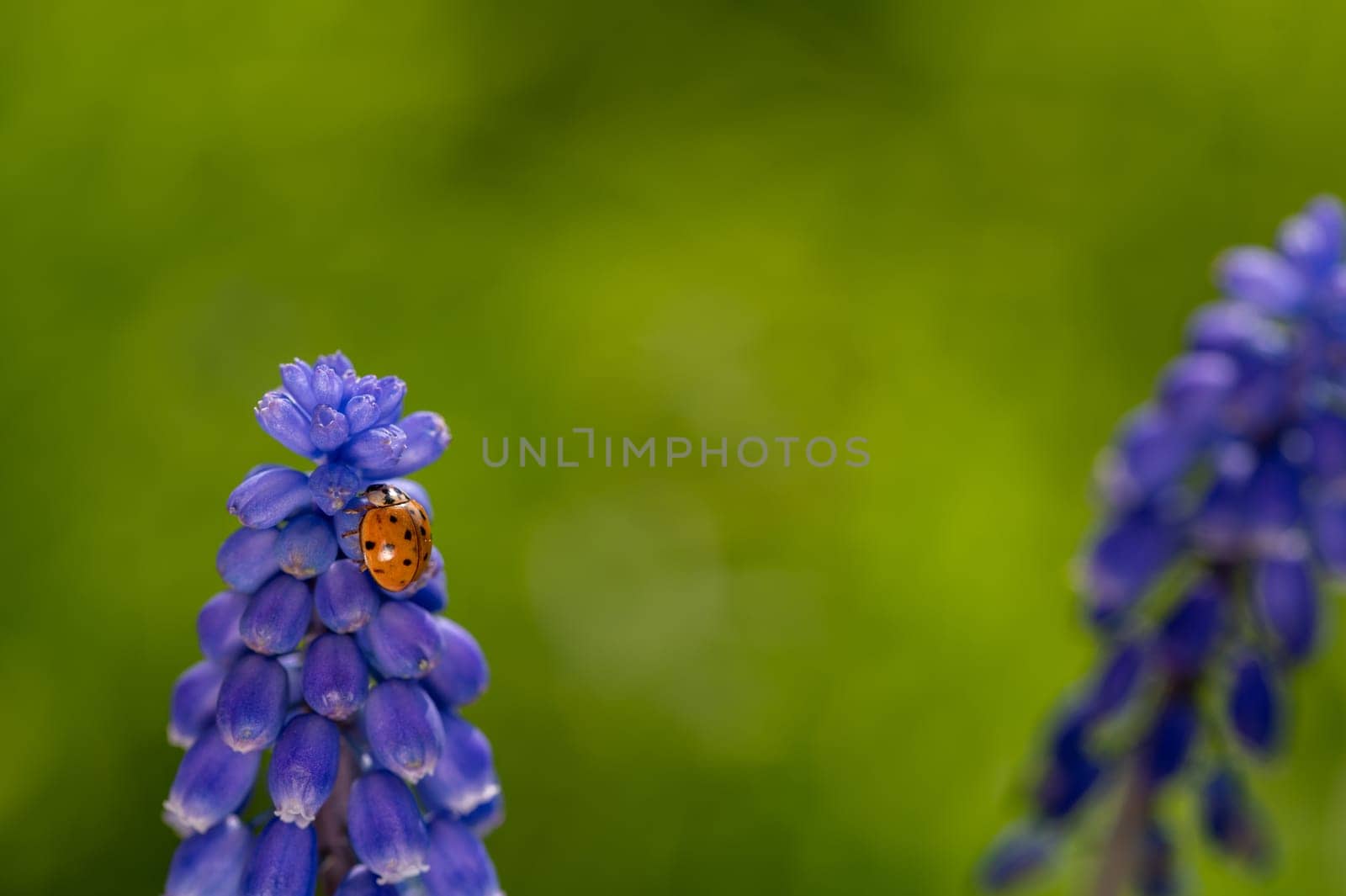 Orange ladybug ( Coccinellidae ) on a blue grape hyacinth ( Muscari ) in green nature