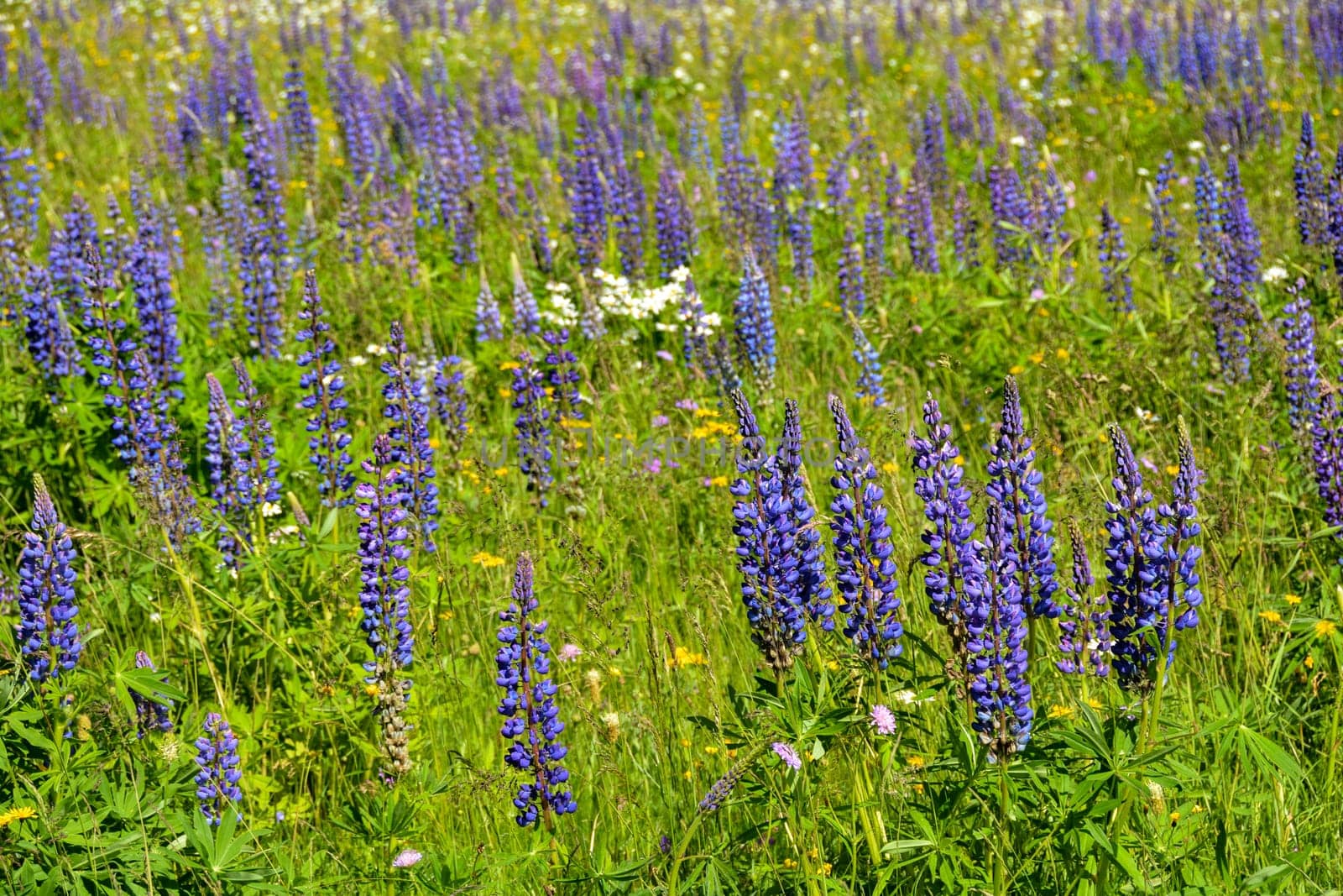 Green meadows with lots of purple lupins in the high Rhoen, Bavaria, Germany
