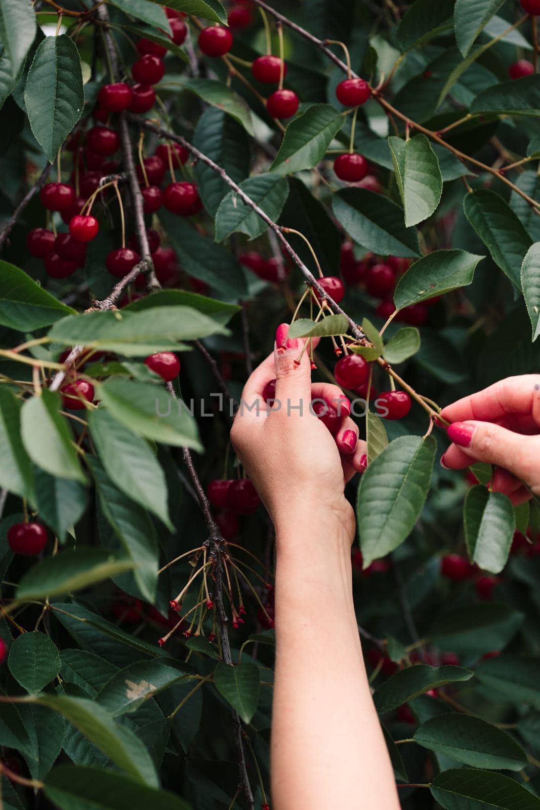 Woman picking cherry berries from tree