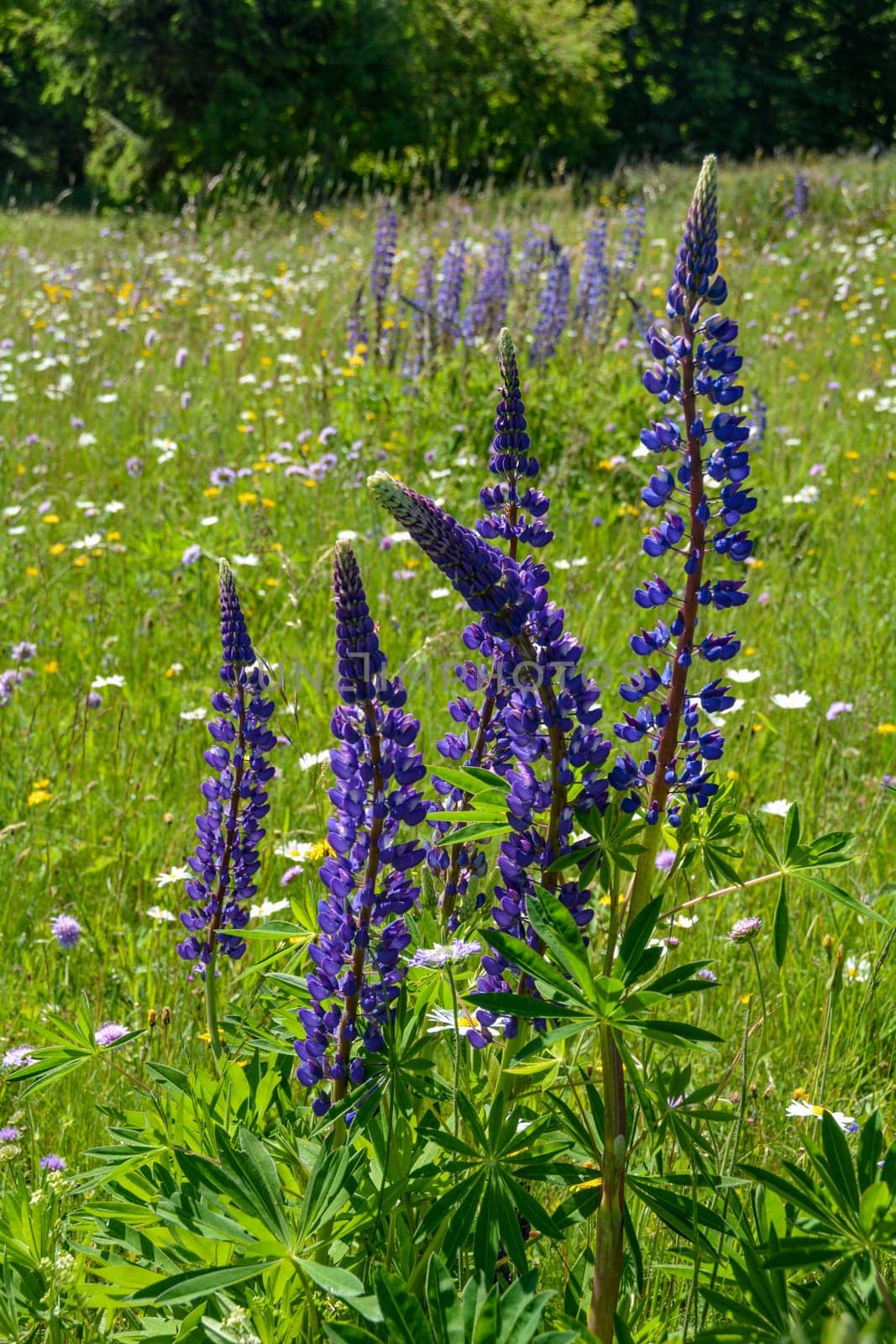 Green meadows with lots of purple lupins in the high Rhoen, Bavaria, Germany
