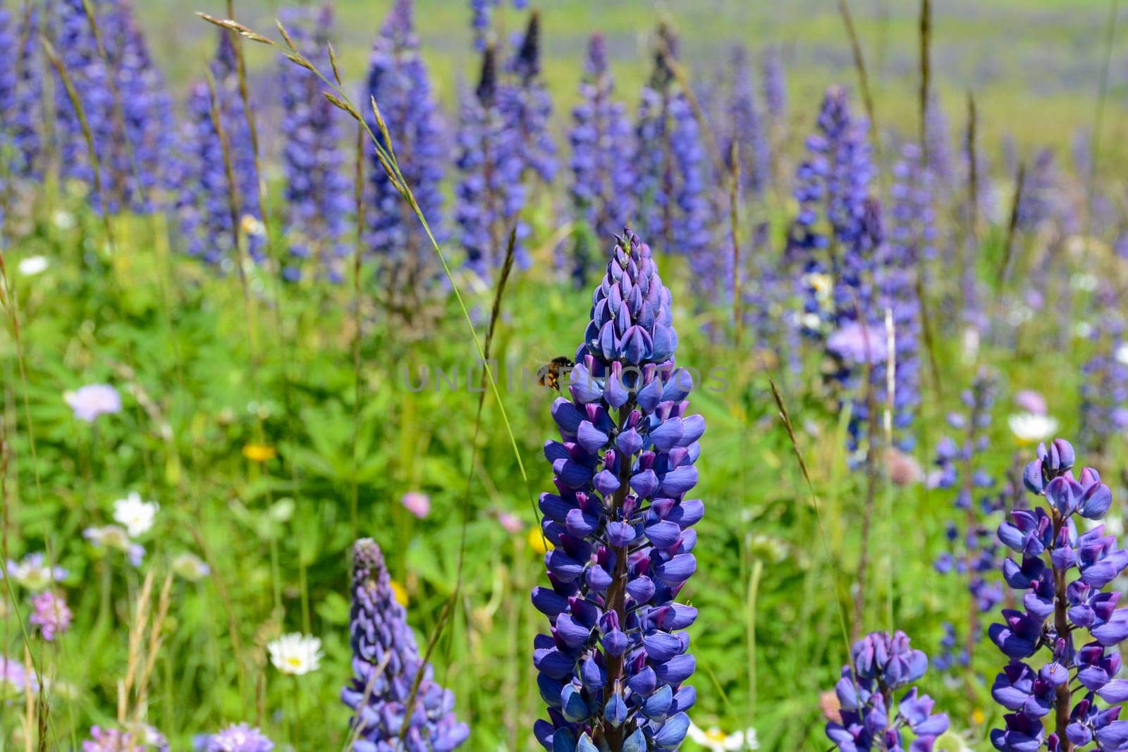 Green meadows with lots of purple lupins and a bee, in the high Rhoen, Bavaria, Germany