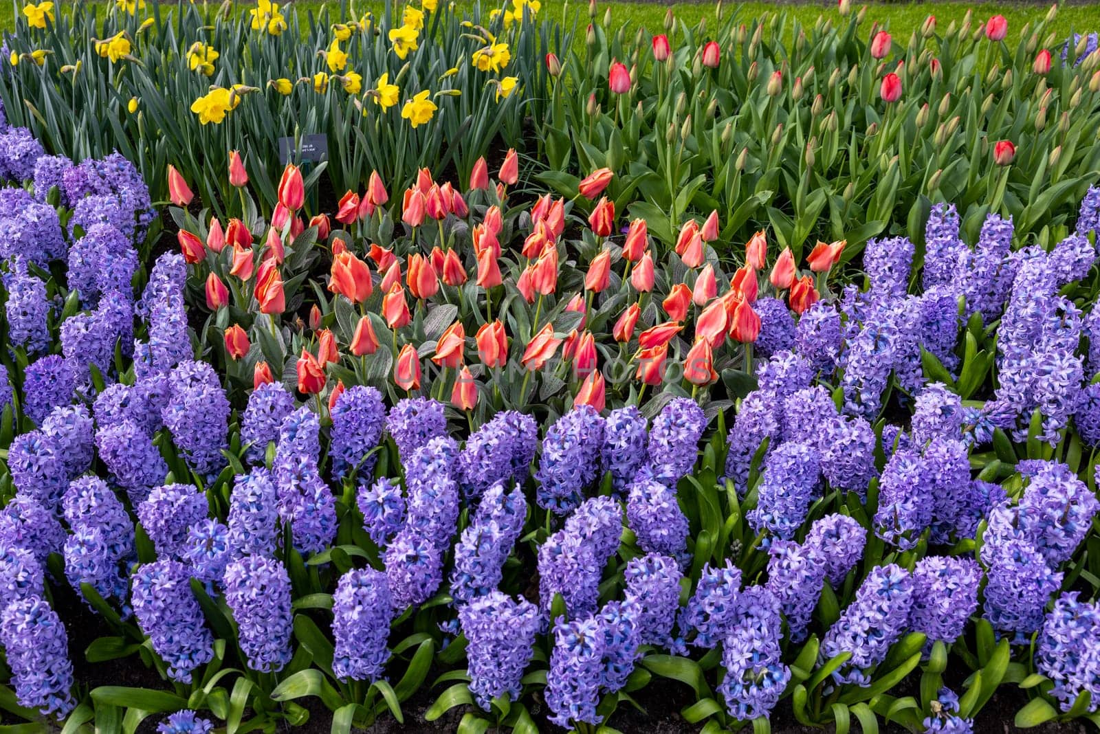 tulips and blue hyacinths blooming in a garden