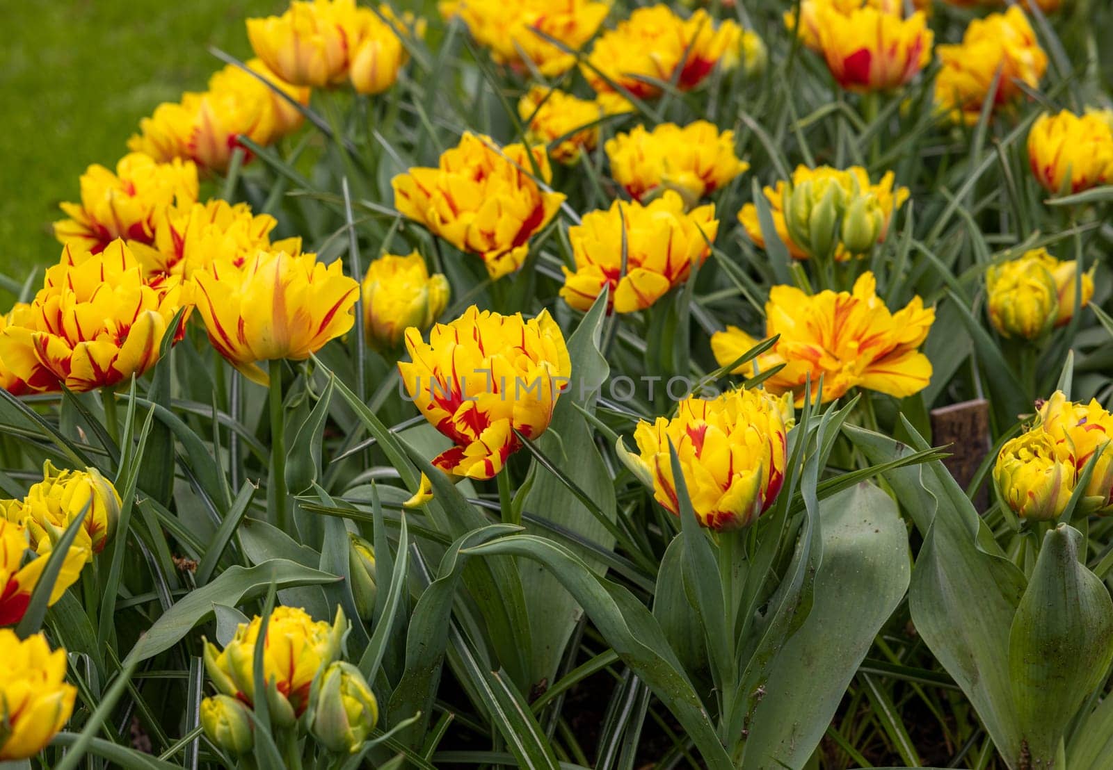 yellow-red tulips blooming in a garden