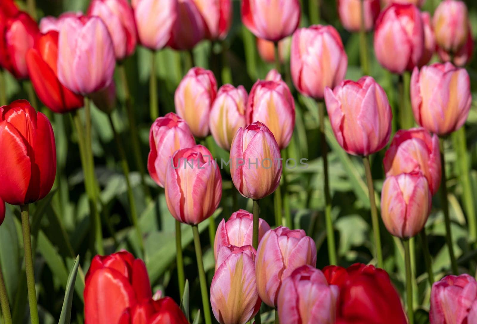 red and pink tulips blooming in a garden